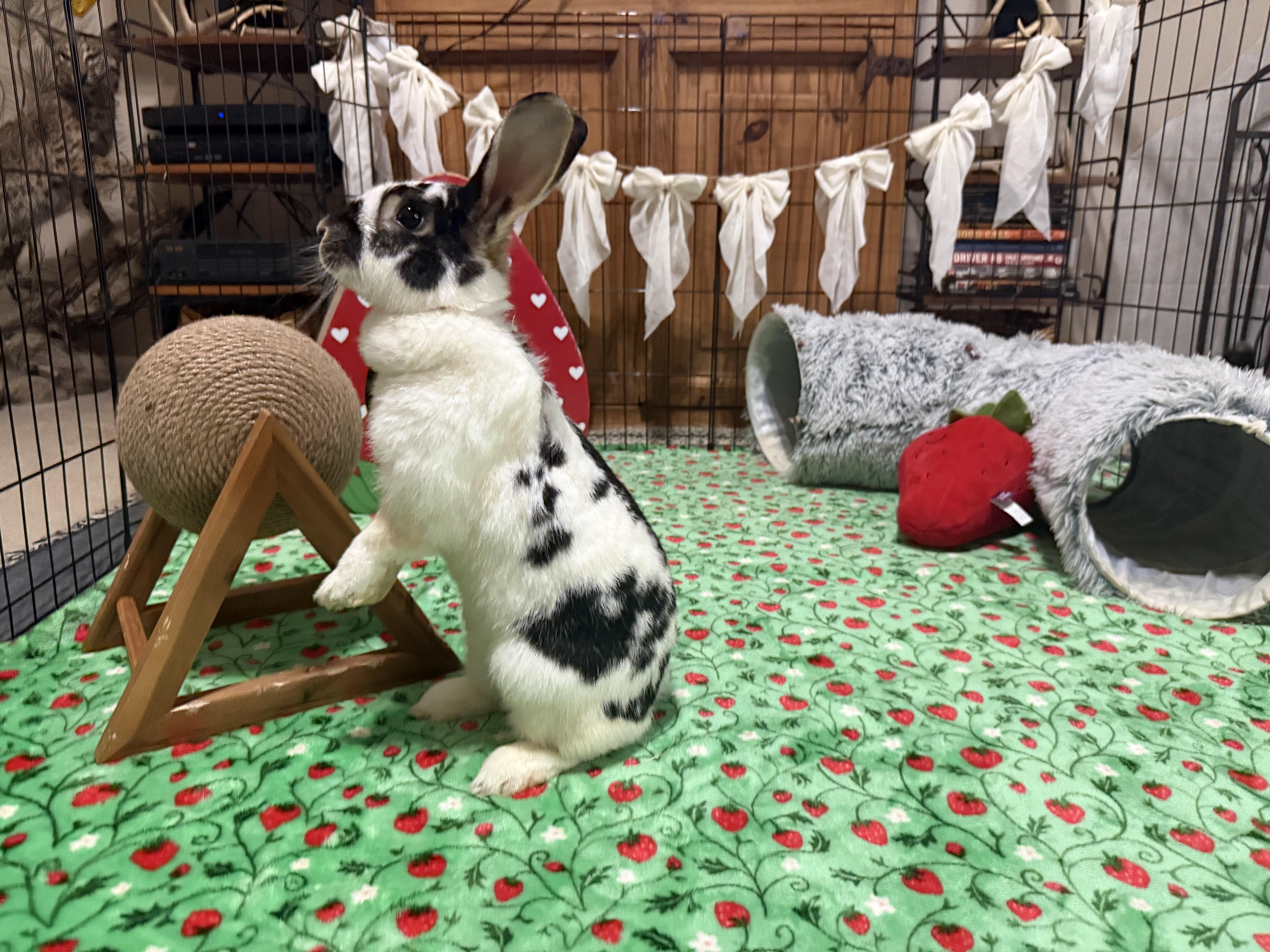 Domino, ADOPTABLE, Adult Female Rex & New Zealand.