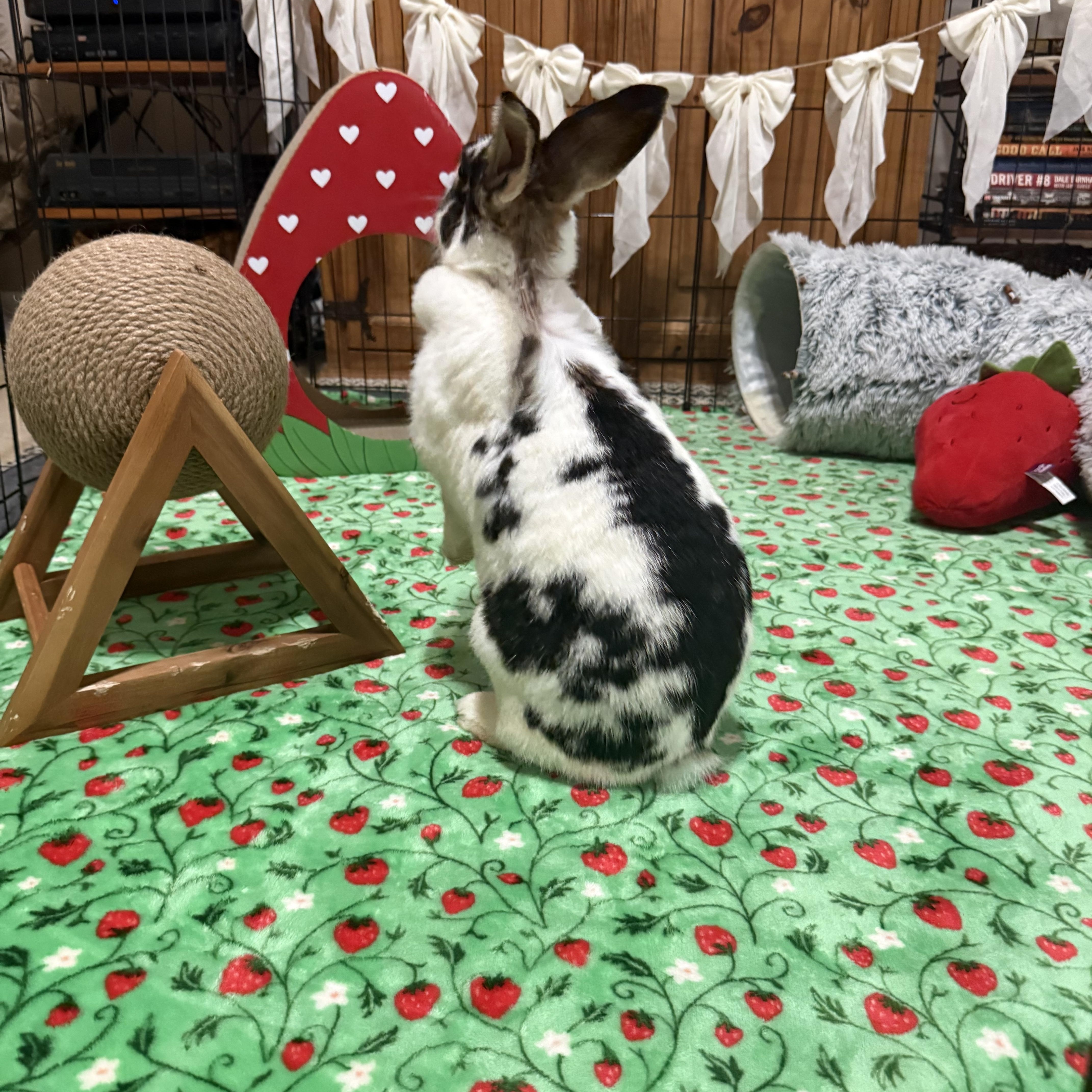 Enlarge Domino, a ADOPTABLE mixed breed in Little Rock, AR image 6/6