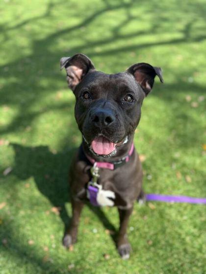 Remi - 1, a Adoptable mixed breed in Daytona Beach, FL image 1/2