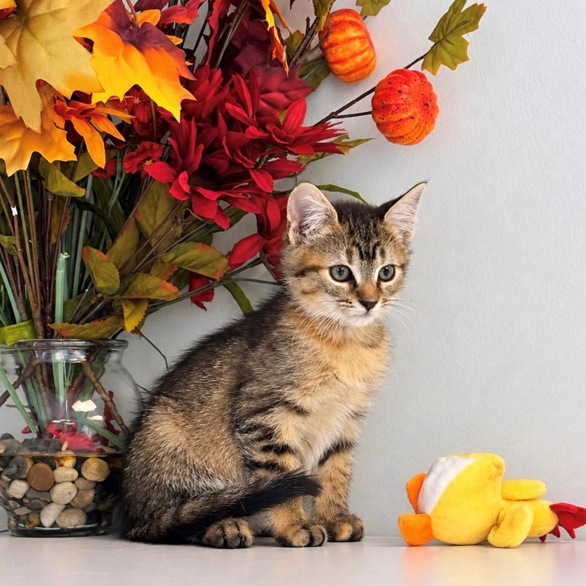 Enlarge Sally, a Adopted Domestic Short Hair in Syosset, NY image 1/1