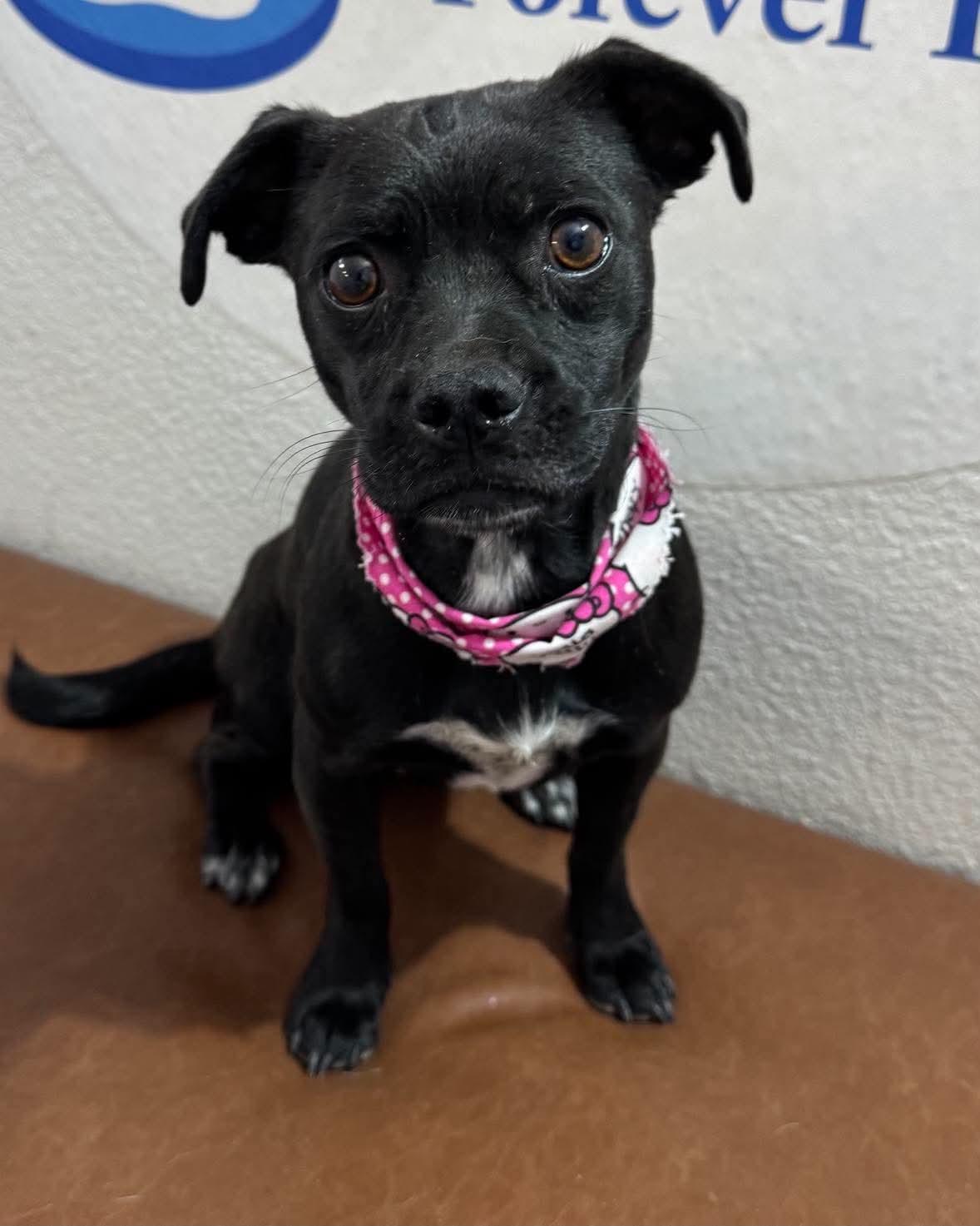 Reeses Cup, Adopted, Young Female Pug.