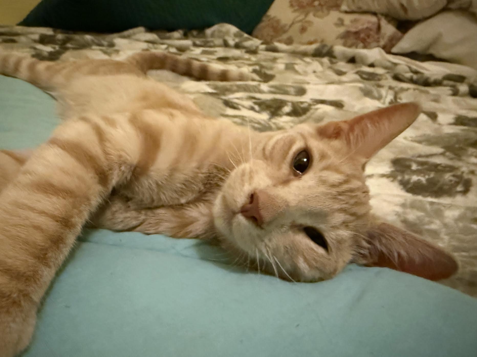 Simba, a Adoptable Domestic Short Hair in Davis, CA image 2/5