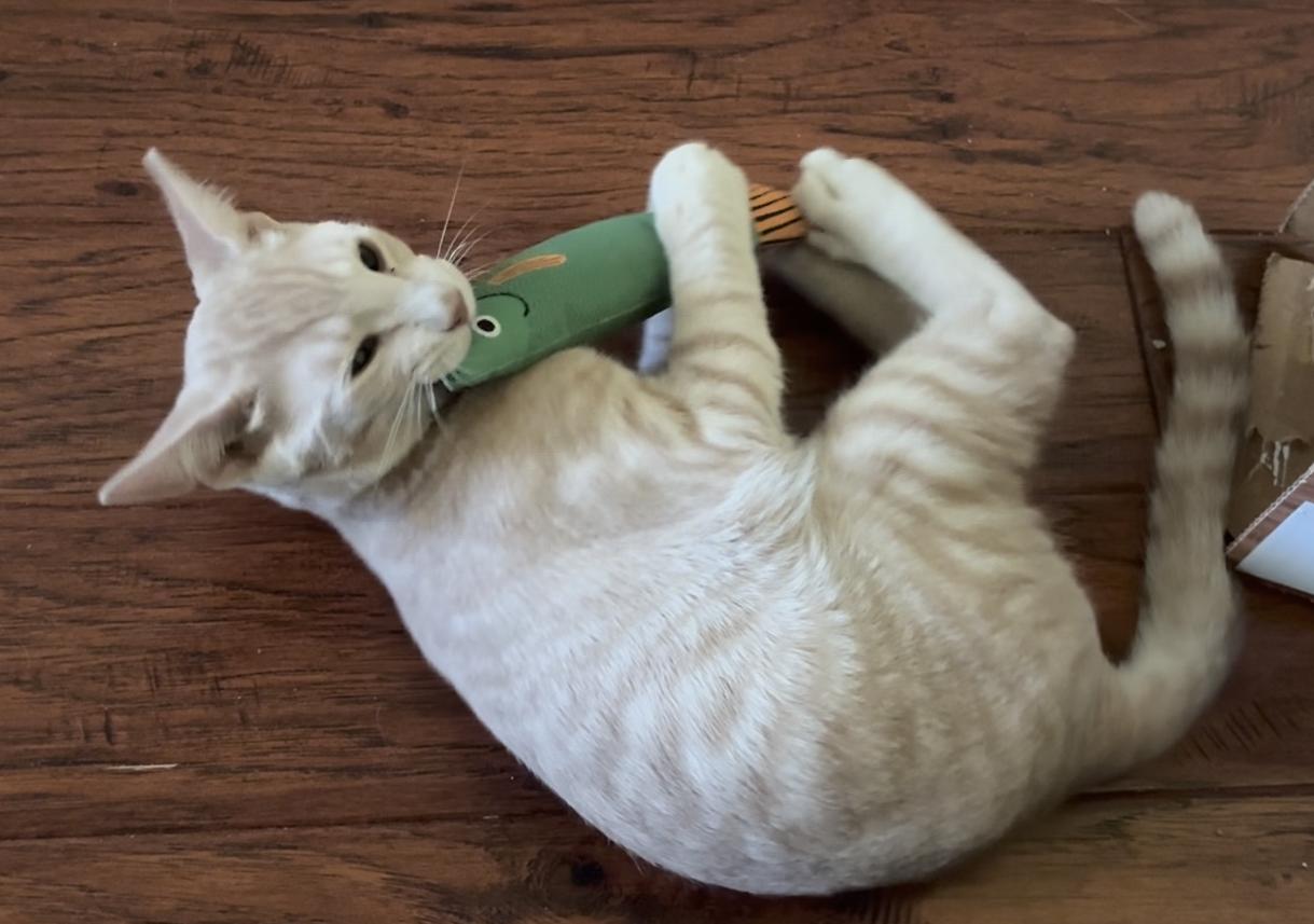 Simba, a Adoptable Domestic Short Hair in Davis, CA image 3/5