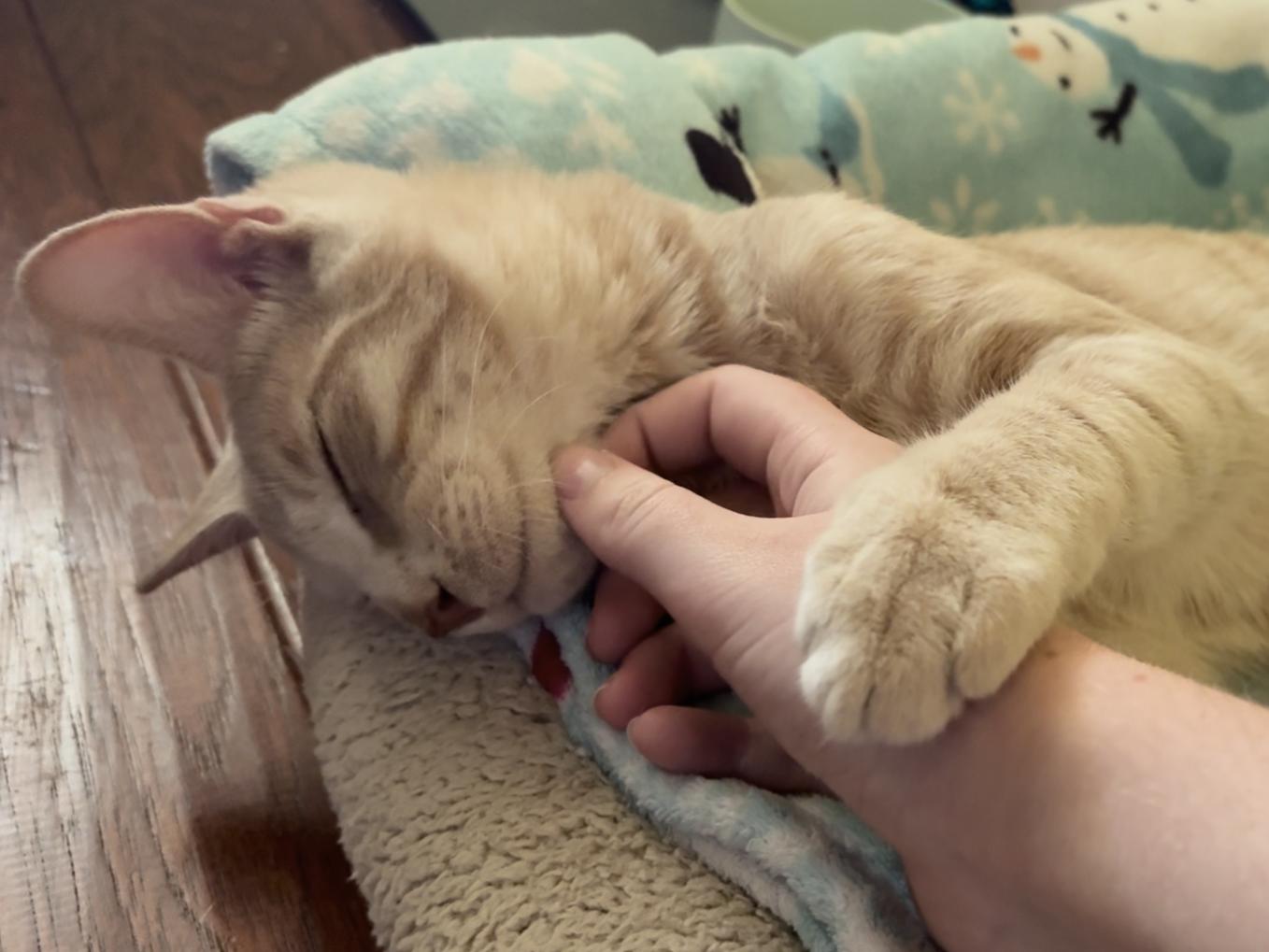 Simba, a Adoptable Domestic Short Hair in Davis, CA image 4/5