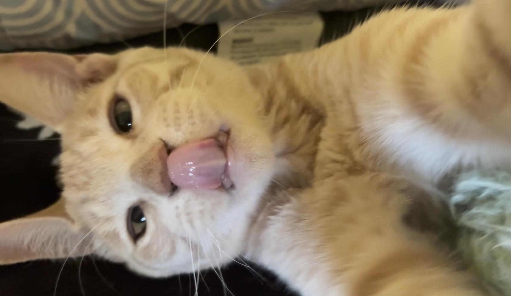 Simba, a Adoptable Domestic Short Hair in Davis, CA image 5/5