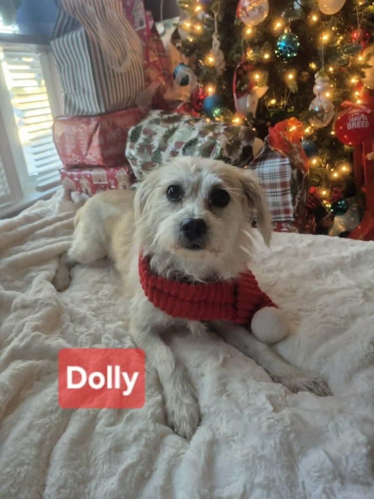 Dolly, Adoptable, Young Female Terrier & Maltese.