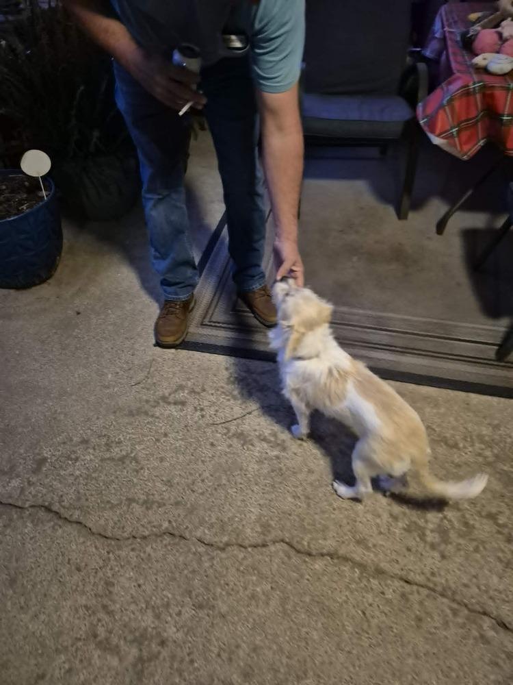 Enlarge Dolly, a Adoptable mixed breed in Willingboro, NJ image 2/5