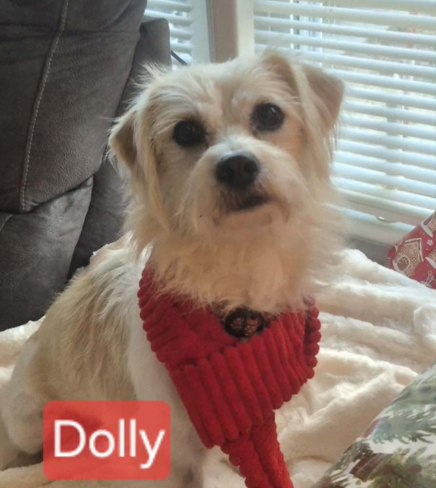 Enlarge Dolly, a Adoptable mixed breed in Willingboro, NJ image 4/5
