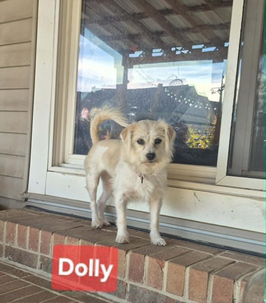 Enlarge Dolly, a Adoptable mixed breed in Willingboro, NJ image 5/5