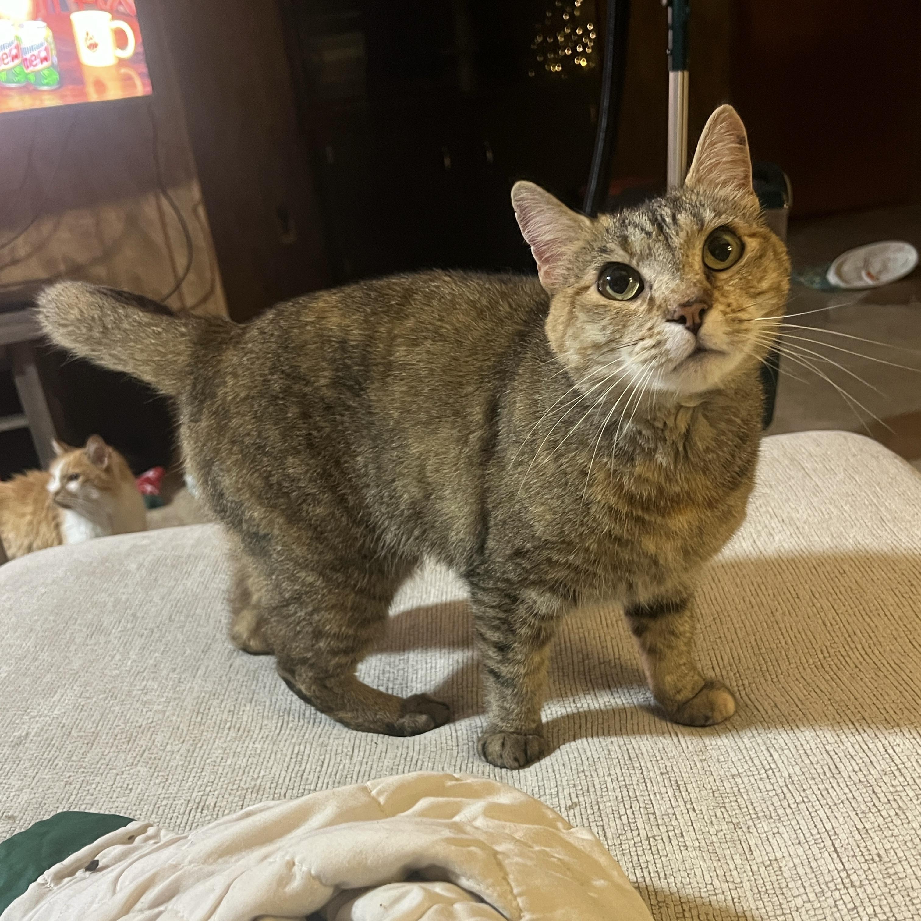 Enlarge Priss Pringle, a ADOPTABLE Domestic Short Hair in Bentonville, AR image 1/1