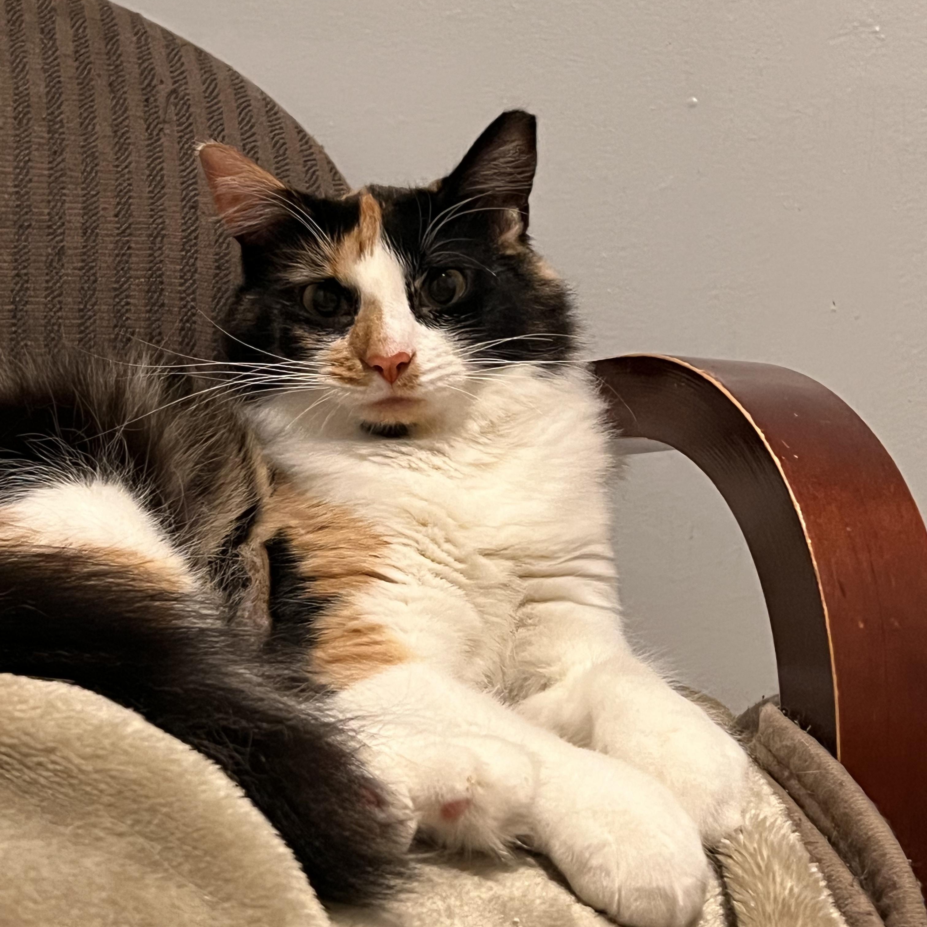 Scarlett, a Adoptable Calico in Woodbridge, NJ image 4/4