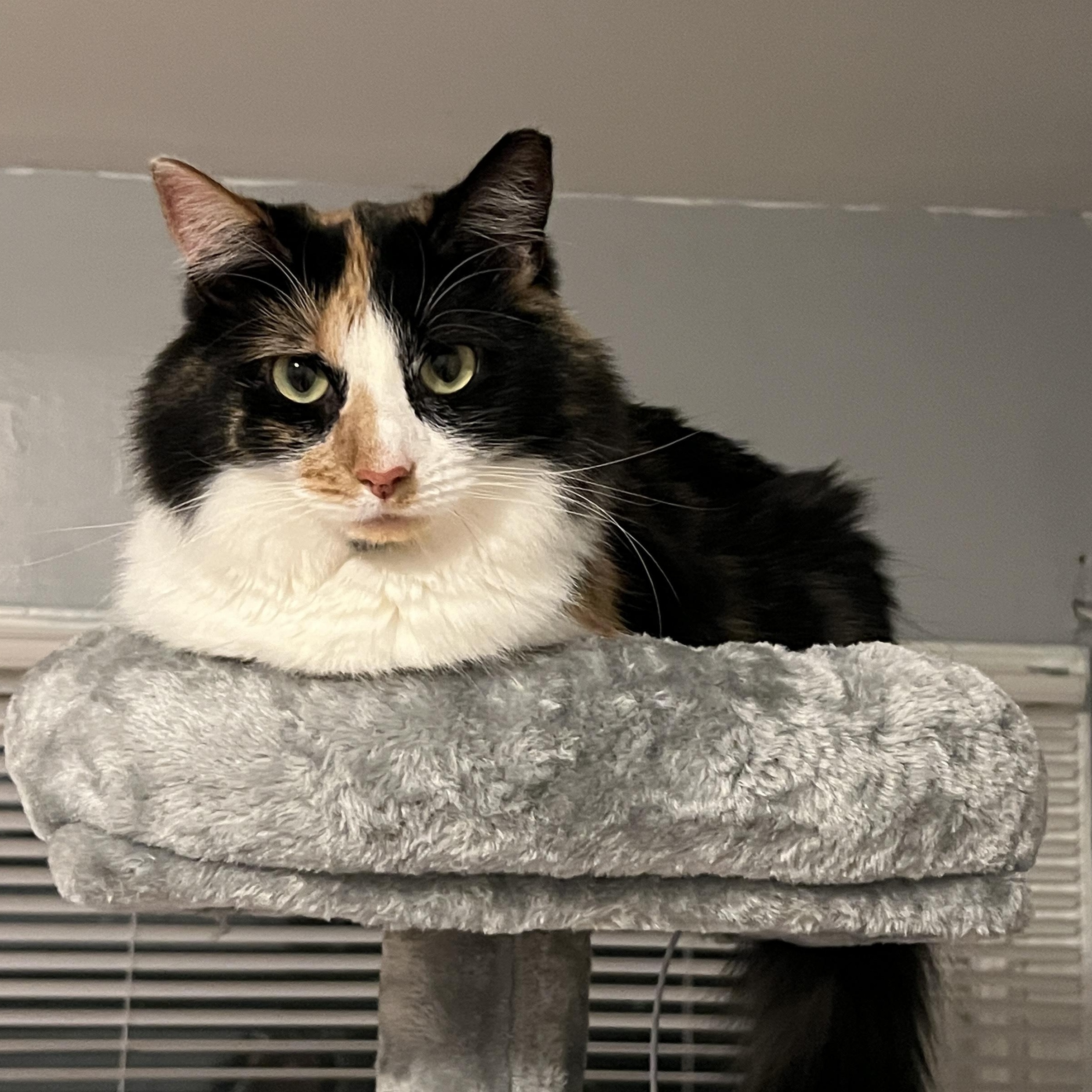 Scarlett, a Adoptable Calico in Woodbridge, NJ image 2/4