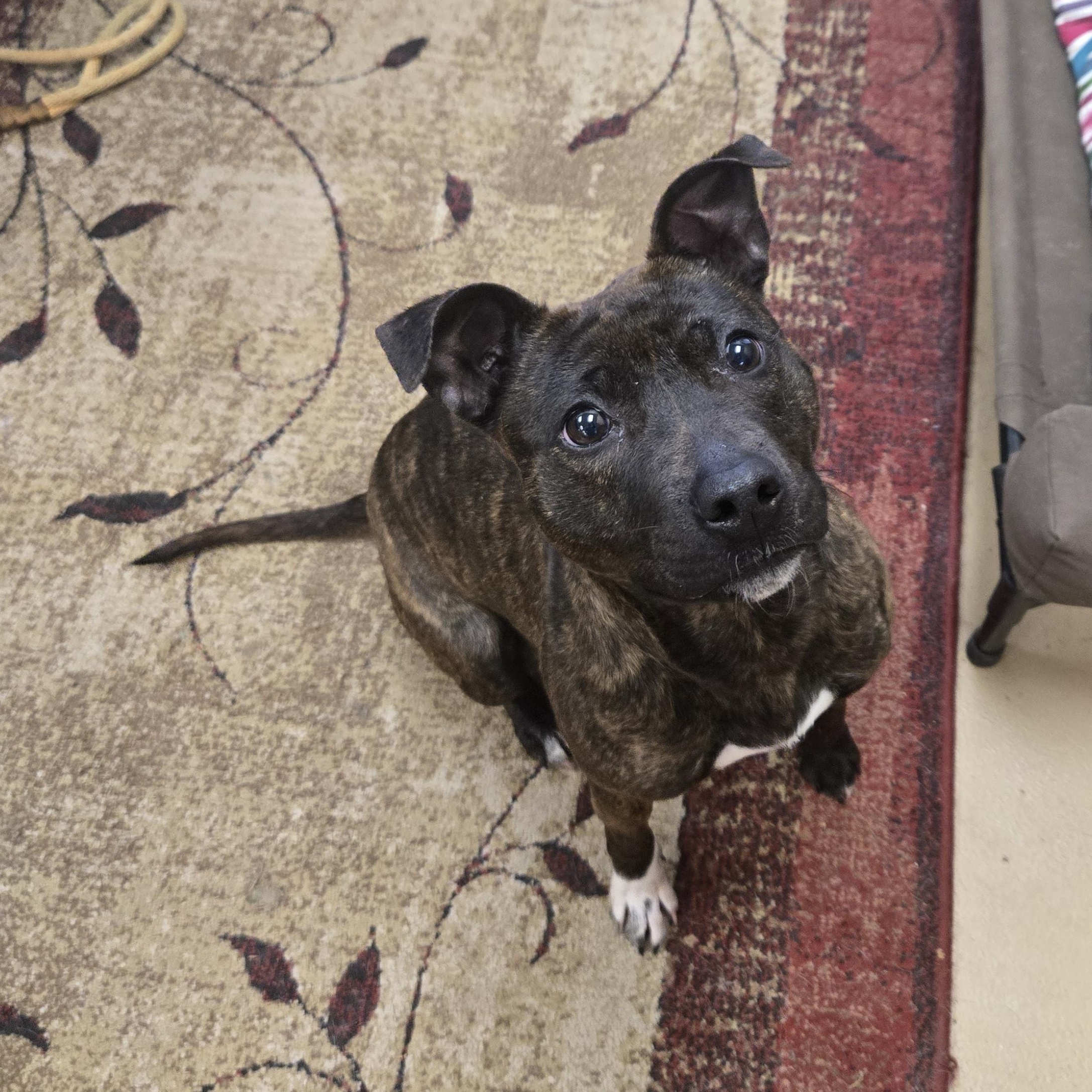 Enlarge Teagan, a ADOPTABLE American Bully in Xenia , OH image 5/6