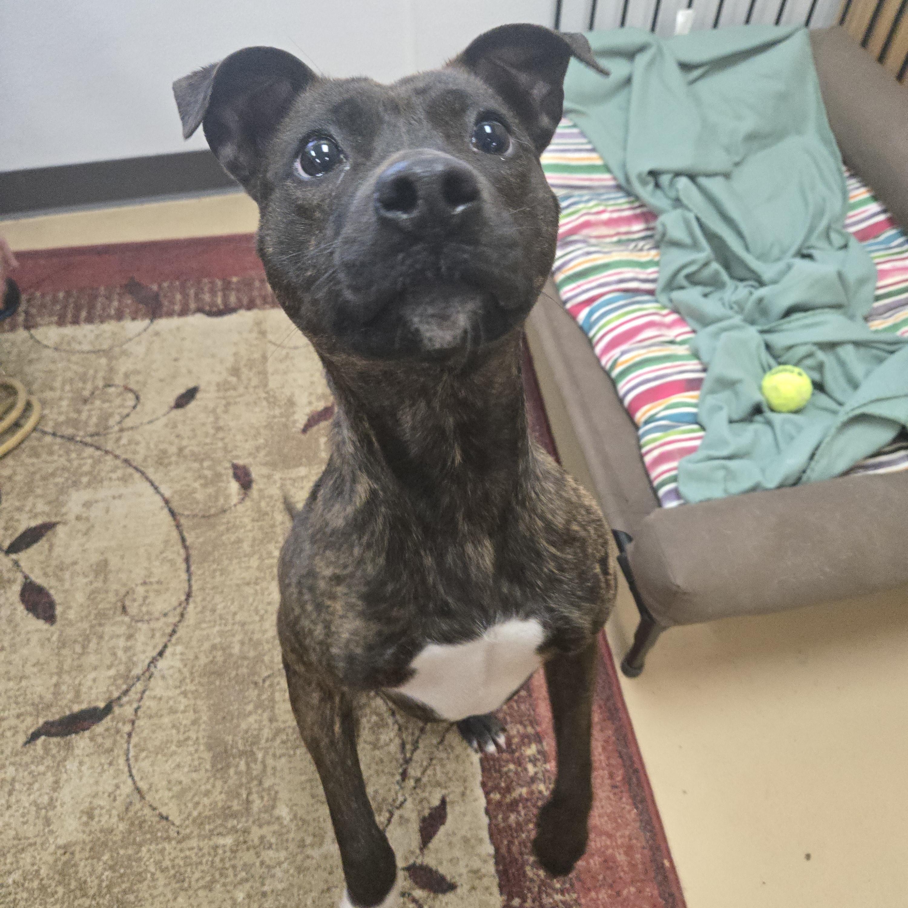 Enlarge Teagan, a ADOPTABLE American Bully in Xenia , OH image 2/6