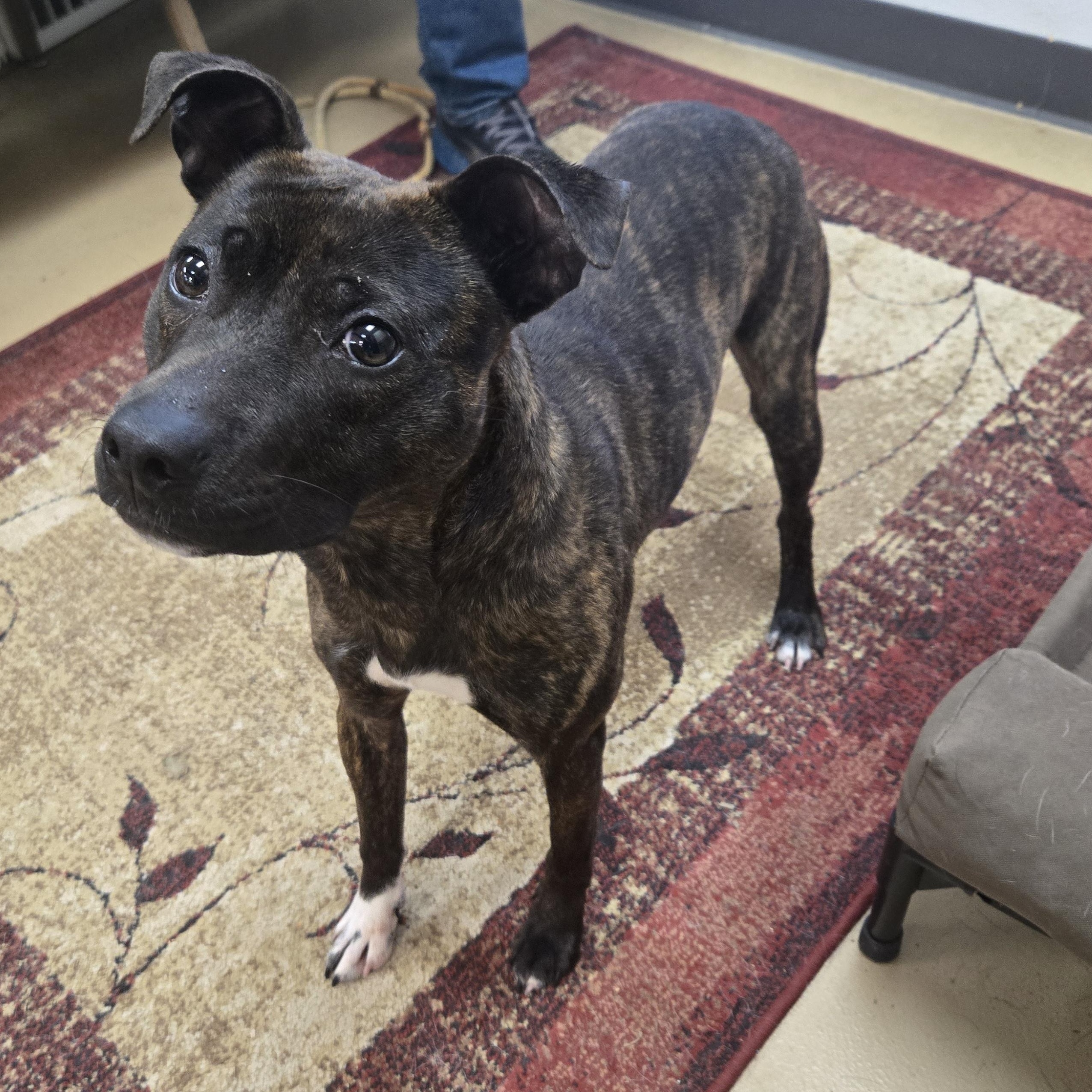 Enlarge Teagan, a ADOPTABLE American Bully in Xenia , OH image 4/6