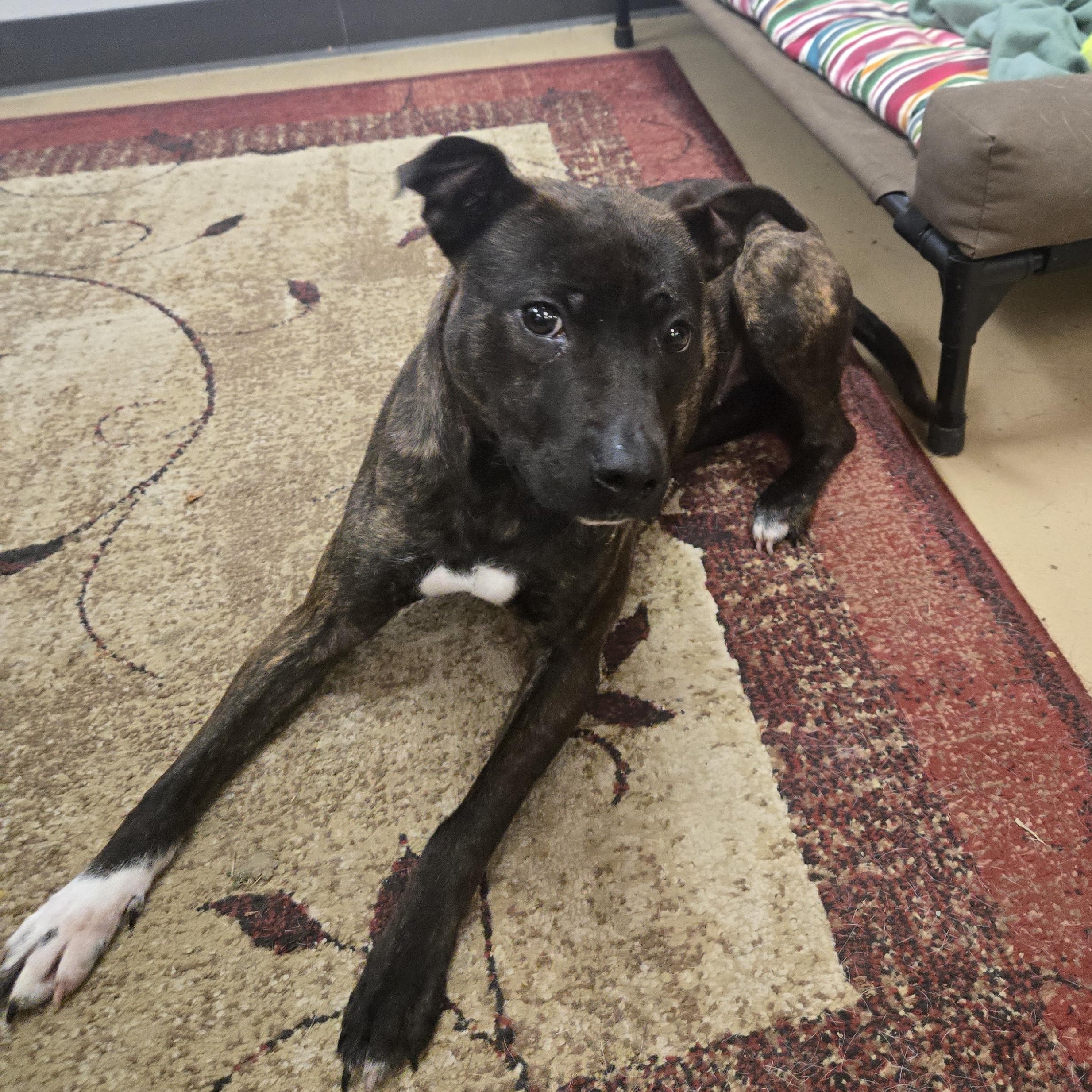 Enlarge Teagan, a ADOPTABLE American Bully in Xenia , OH image 3/6