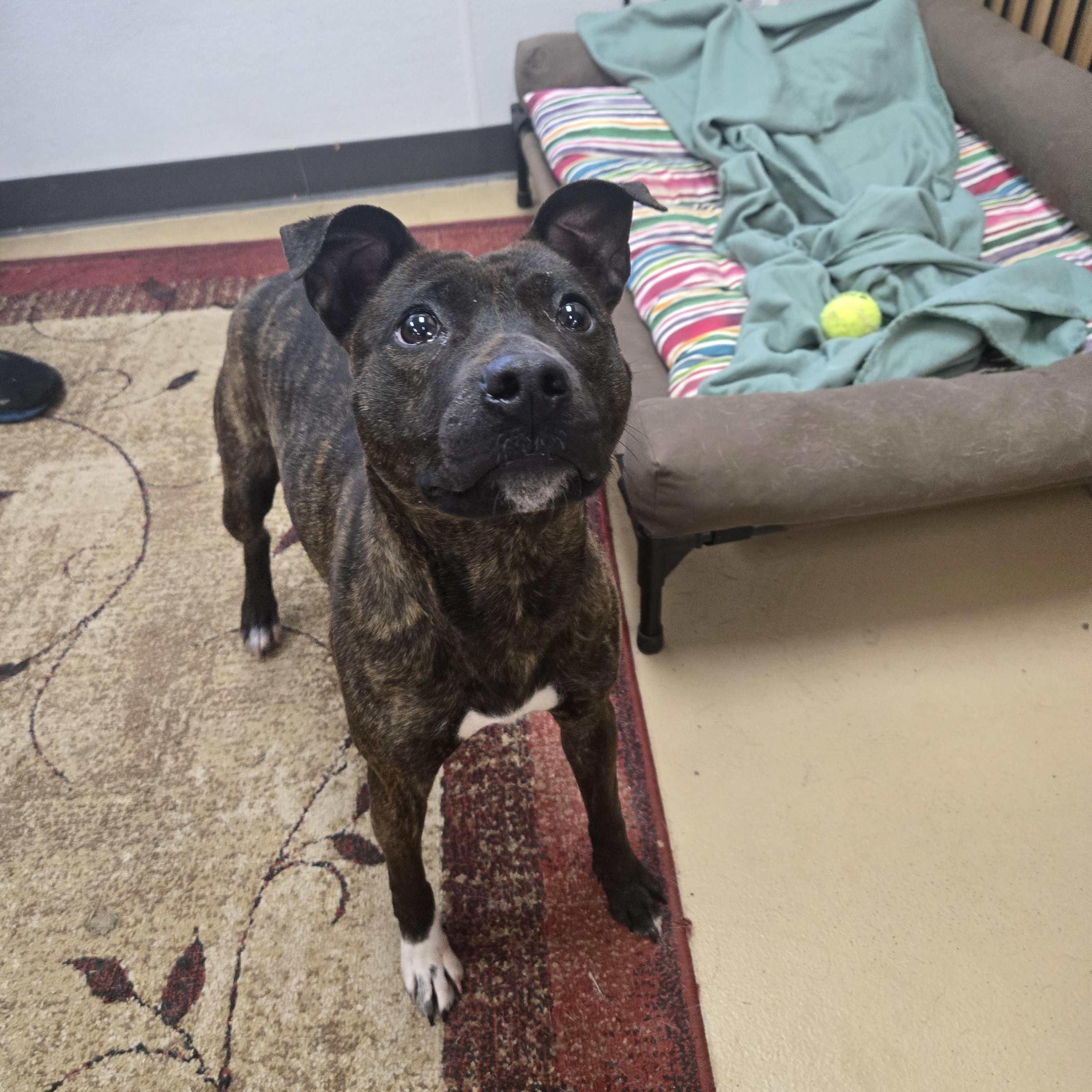 Enlarge Teagan, a ADOPTABLE American Bully in Xenia , OH image 6/6