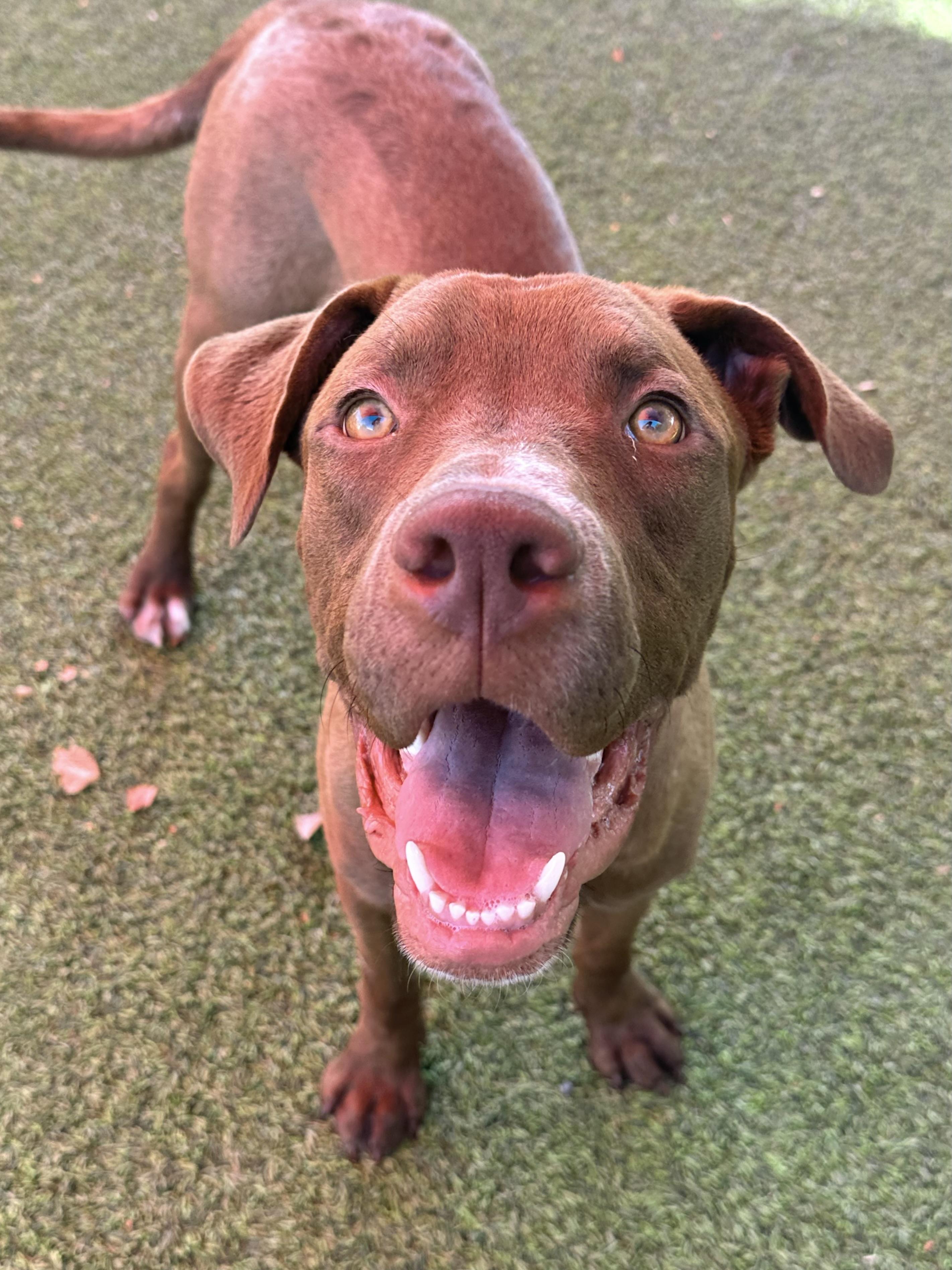 Webster, Adoptable, Adult Male Labrador Retriever.