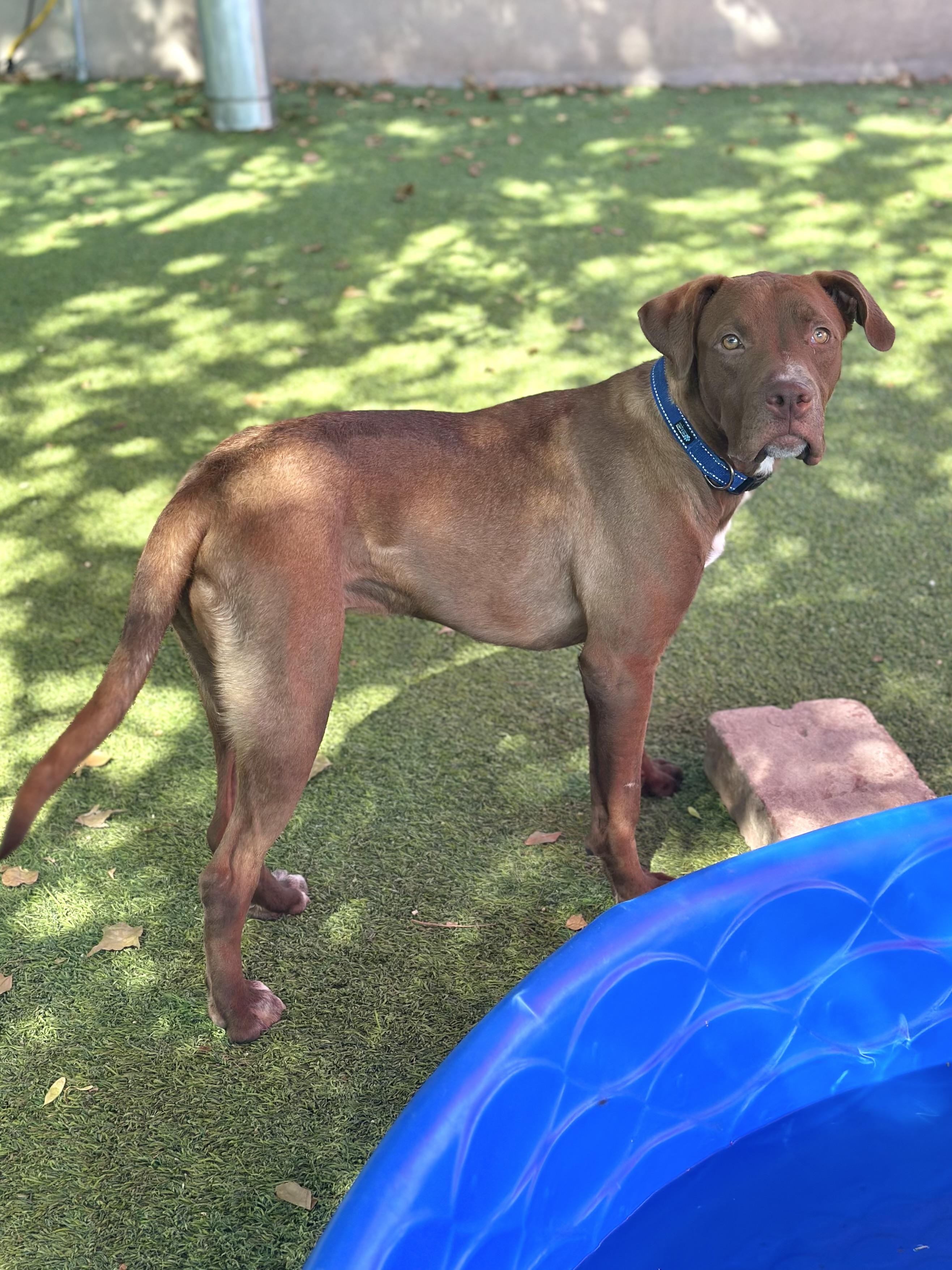 Webster, a Adoptable mixed breed in Glendale, AZ image 2/4