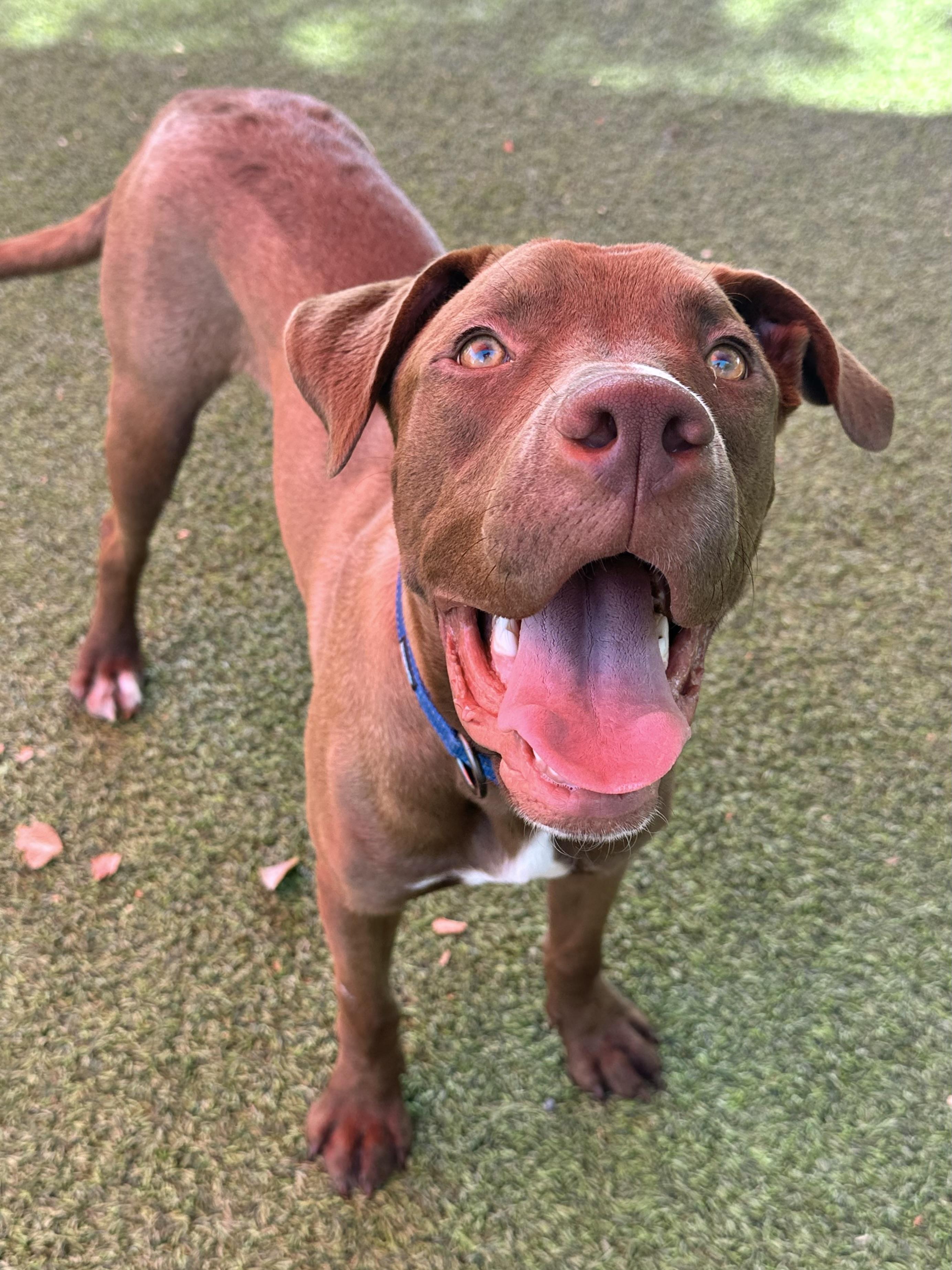 Webster, a Adoptable mixed breed in Glendale, AZ image 3/4