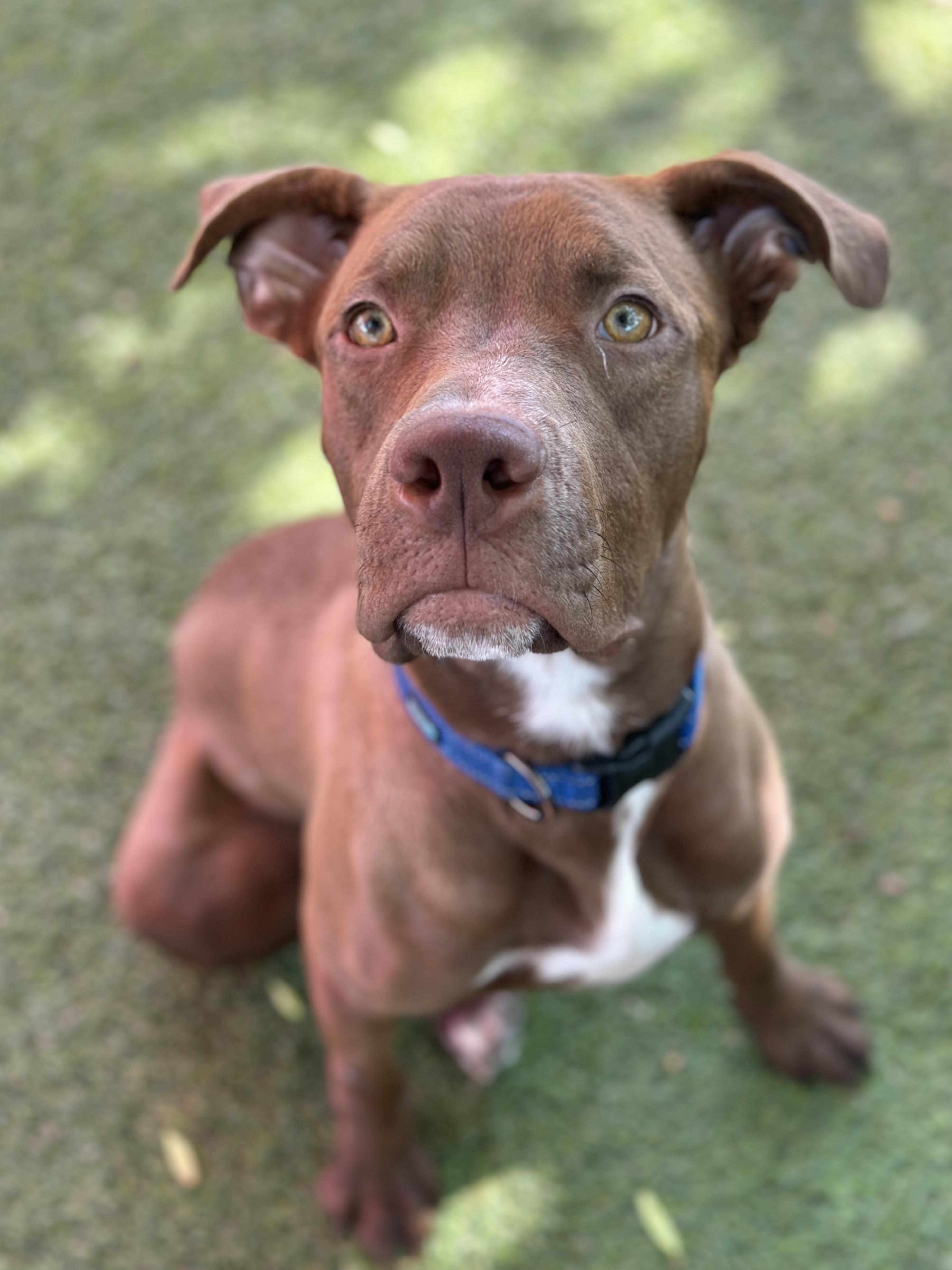 Webster, a Adoptable mixed breed in Glendale, AZ image 4/4