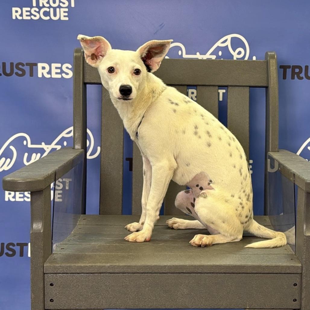 Enlarge CECELIA, a Adoptable mixed breed in Berlin, NJ image 2/6
