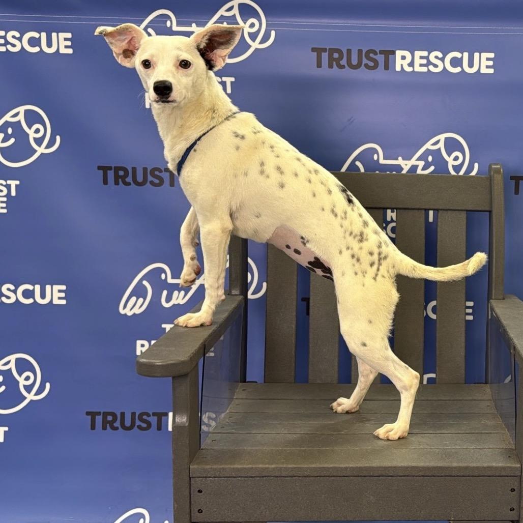 CECELIA, Adoptable, Young Female Terrier.