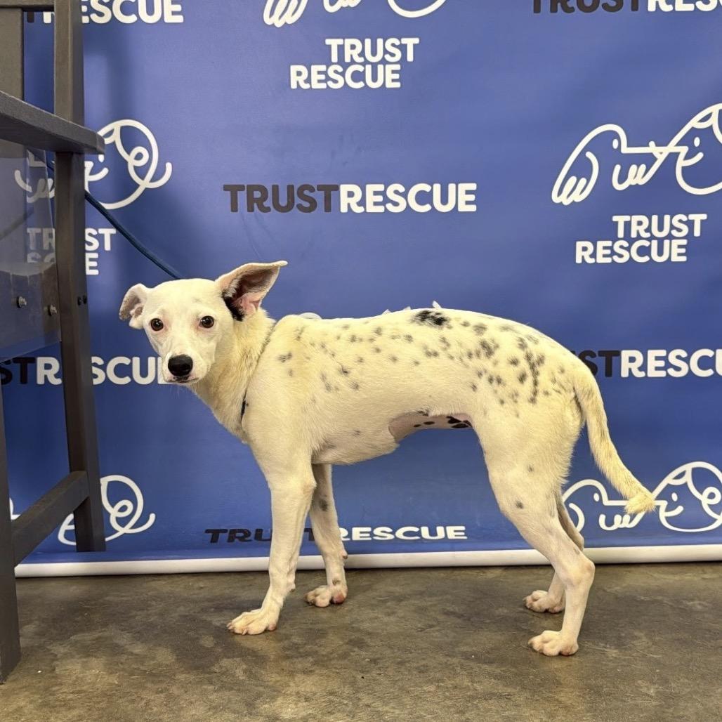 Enlarge CECELIA, a Adoptable mixed breed in Berlin, NJ image 3/6
