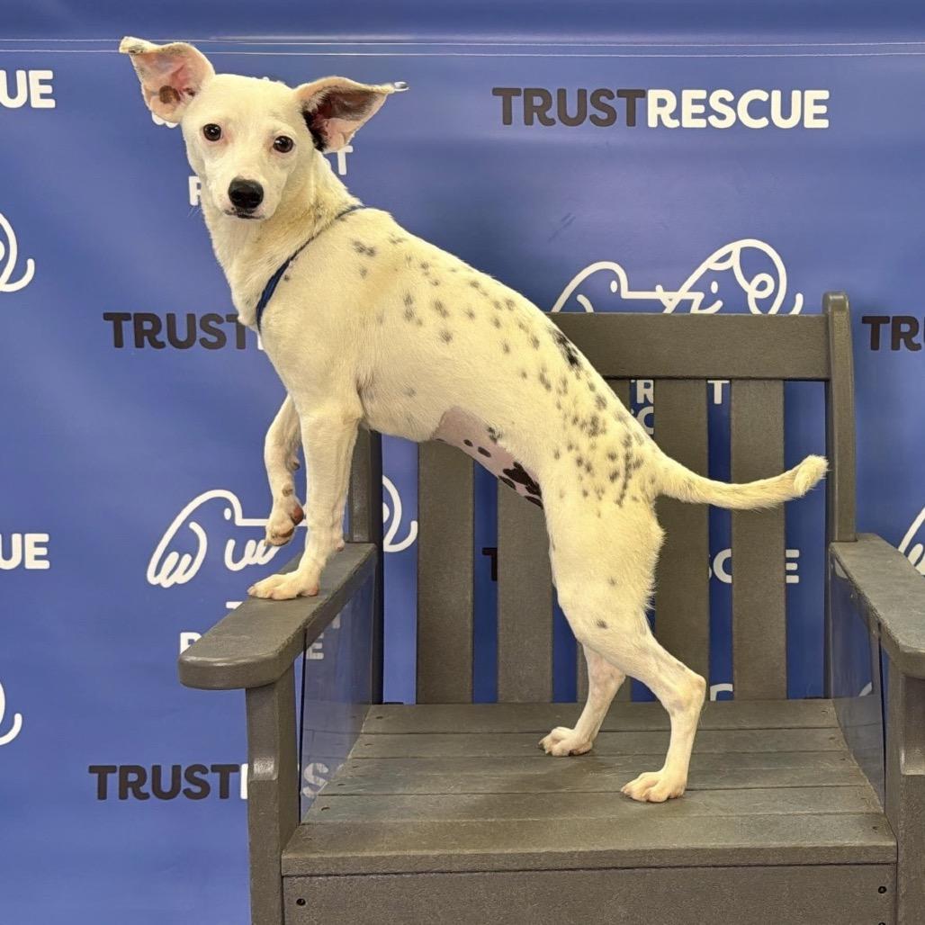 Enlarge CECELIA, a Adoptable mixed breed in Berlin, NJ image 4/6