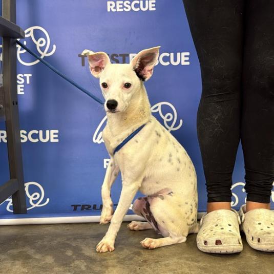 Enlarge CECELIA, a Adoptable mixed breed in Berlin, NJ image 5/6