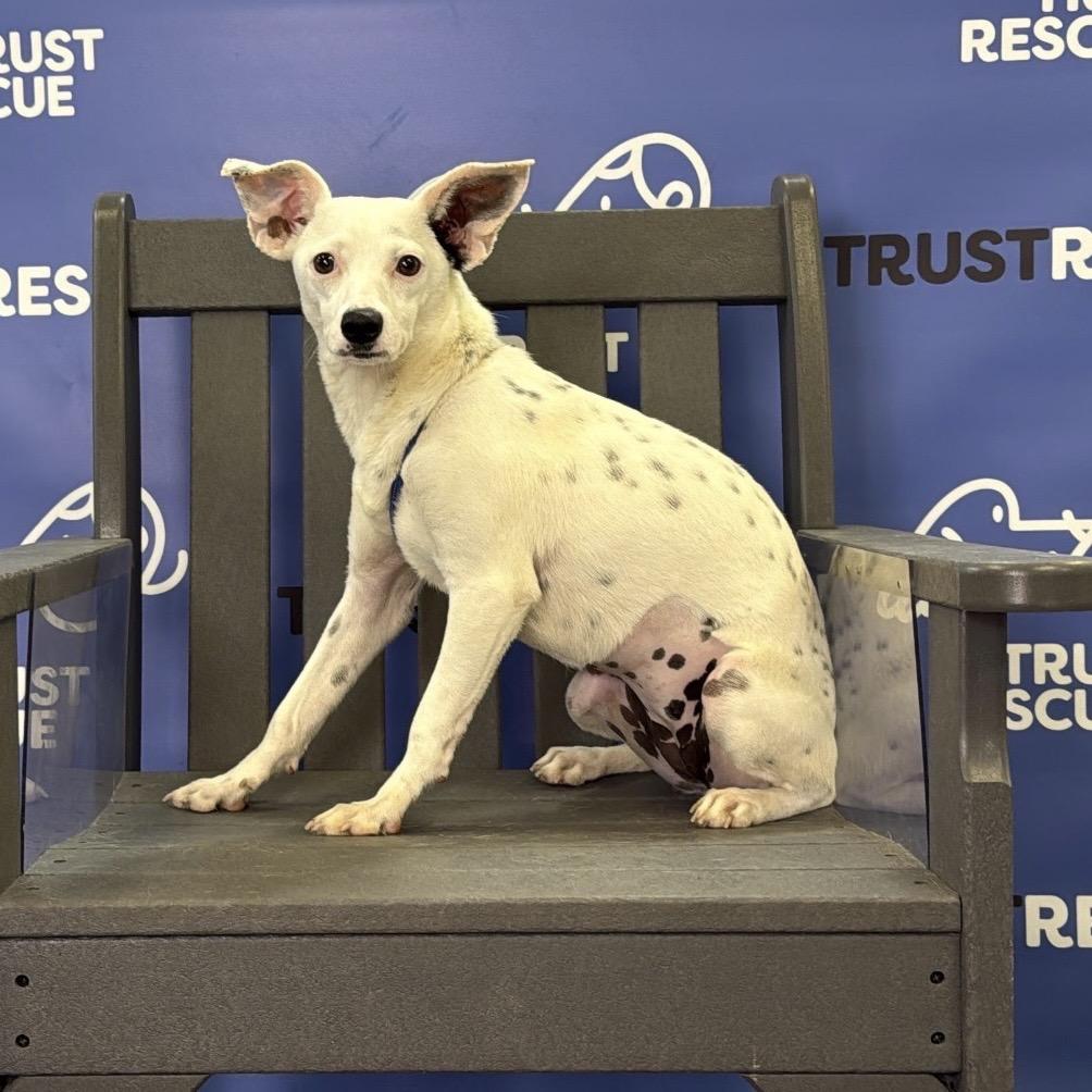 Enlarge CECELIA, a Adoptable mixed breed in Berlin, NJ image 6/6