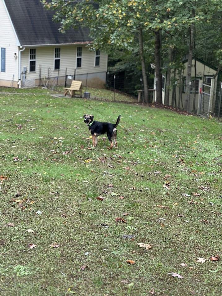 Enlarge Dorian, a Adoptable mixed breed in Prince Frederick, MD image 4/6