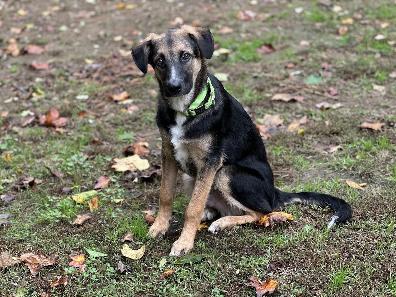 Enlarge Dorian, a Adoptable mixed breed in Prince Frederick, MD image 2/6