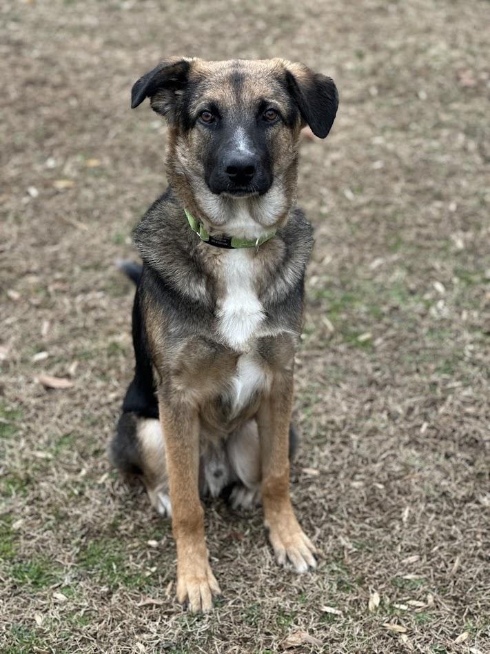 Enlarge Dorian, a Adoptable mixed breed in Prince Frederick, MD image 1/6