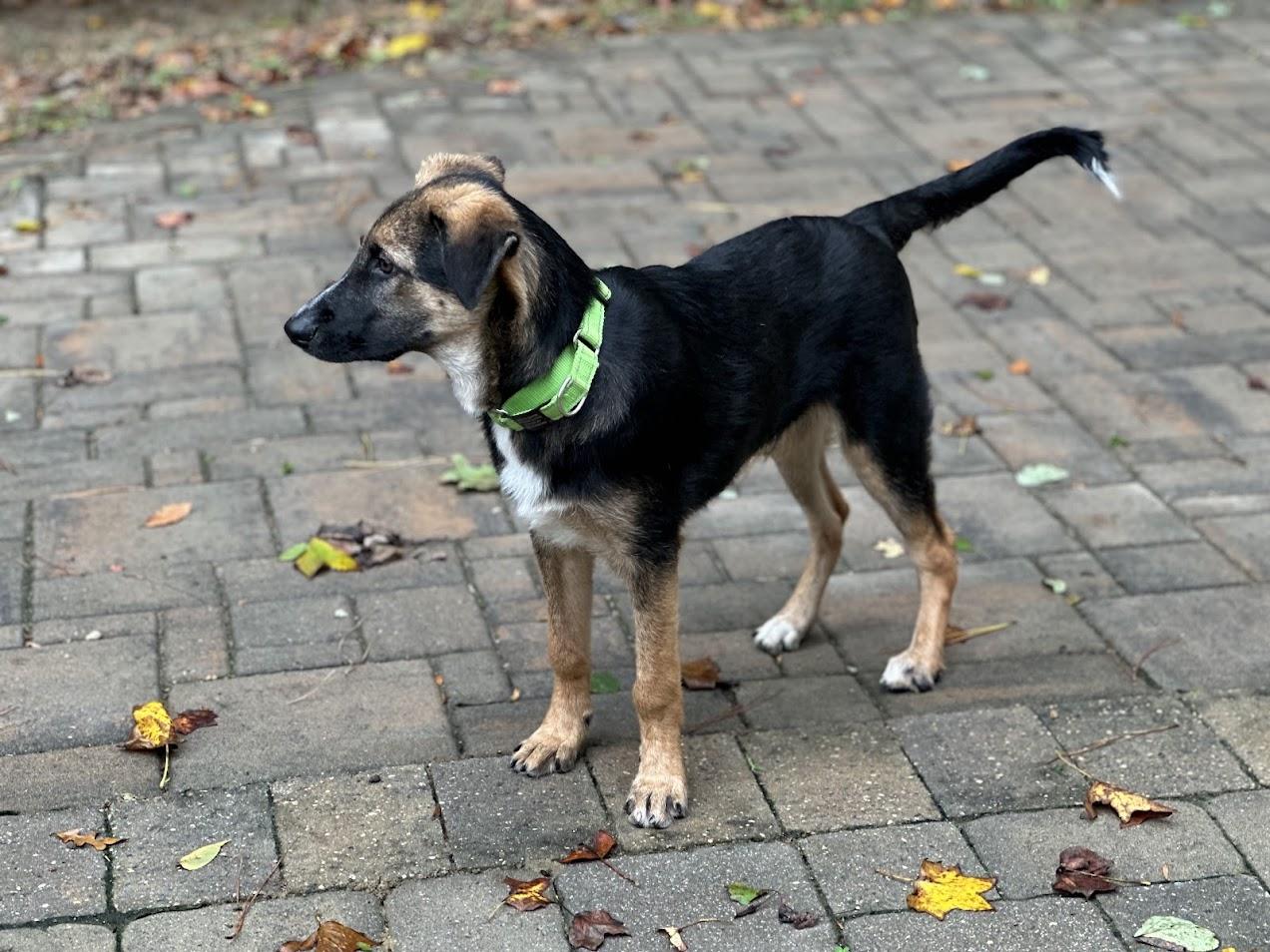 Enlarge Dorian, a Adoptable mixed breed in Prince Frederick, MD image 5/6