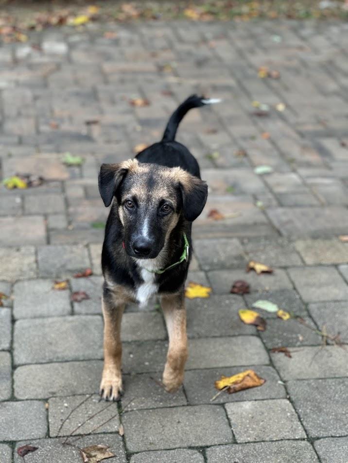 Enlarge Dorian, a Adoptable mixed breed in Prince Frederick, MD image 6/6