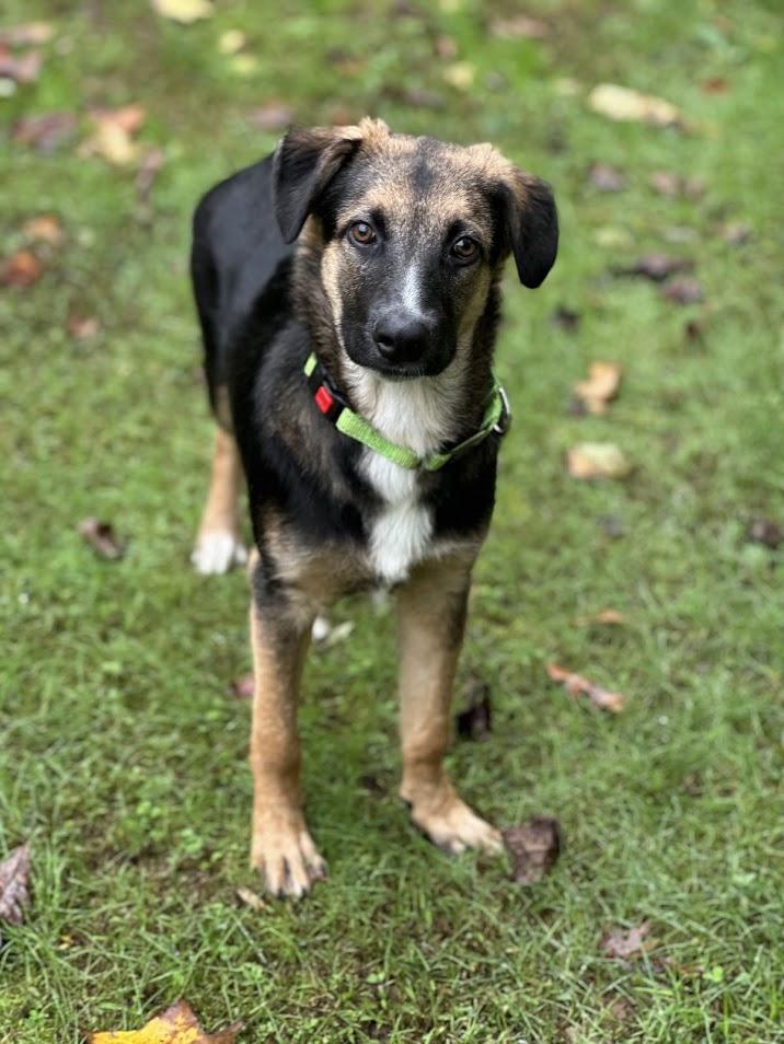 Enlarge Dorian, a Adoptable mixed breed in Prince Frederick, MD image 3/6