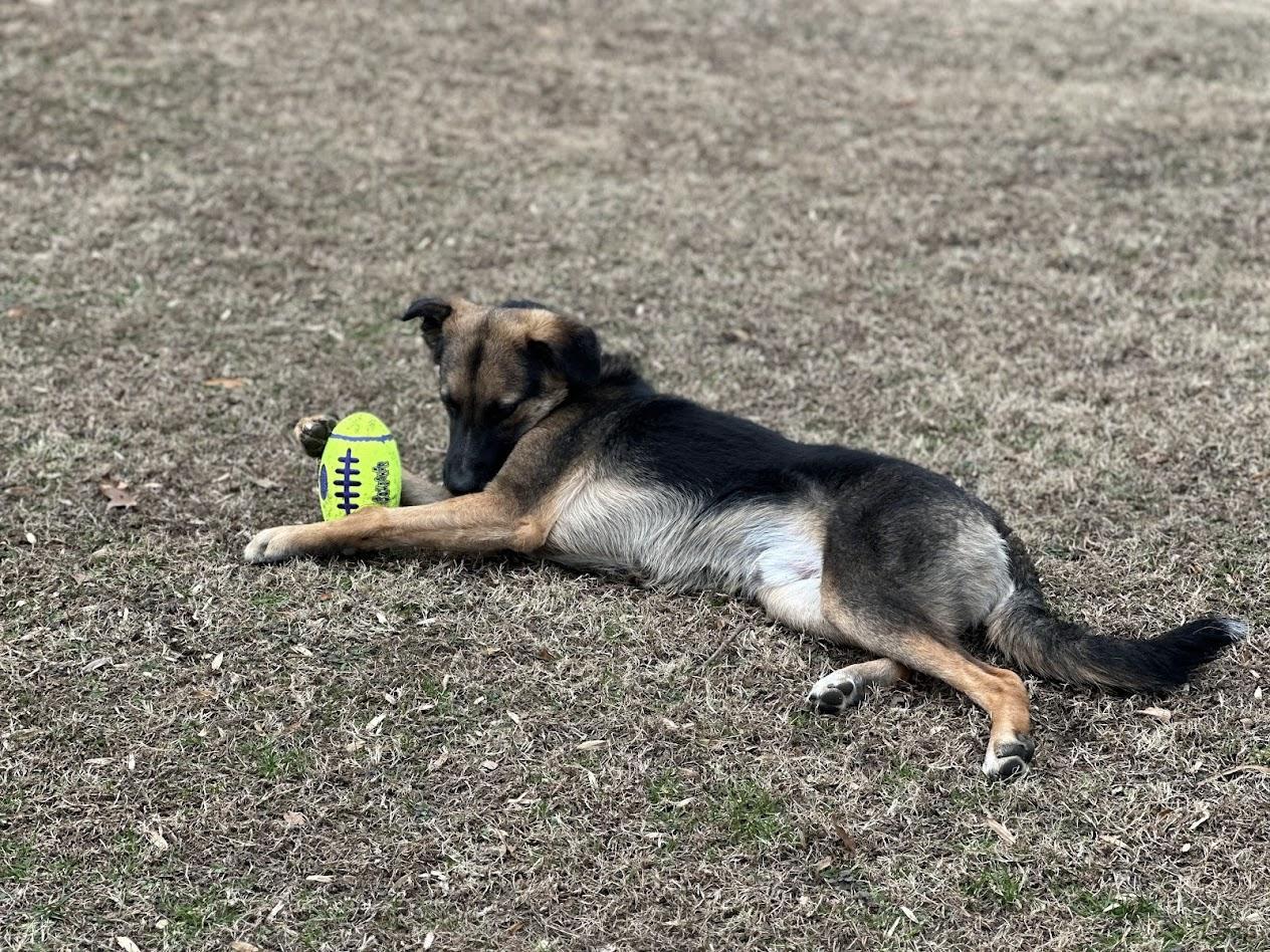 Enlarge Dorian, a Adoptable mixed breed in Prince Frederick, MD image 5/6