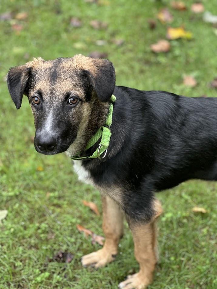 Dorian, Adoptable, Young Male German Shepherd Dog.