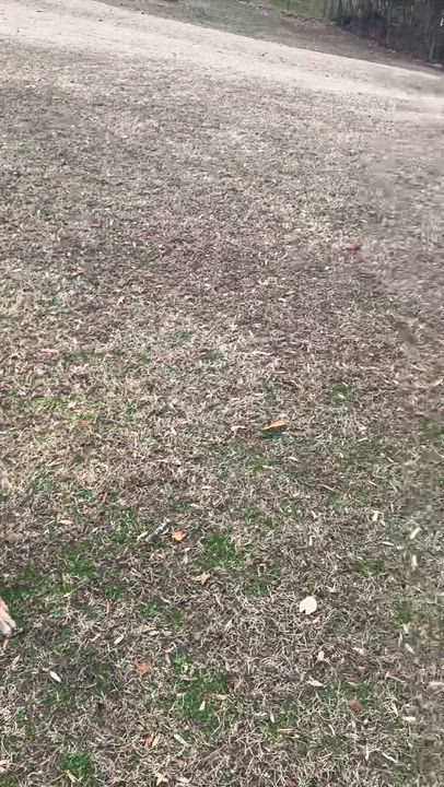 Enlarge Dorian, a Adoptable mixed breed in Prince Frederick, MD video 6/6