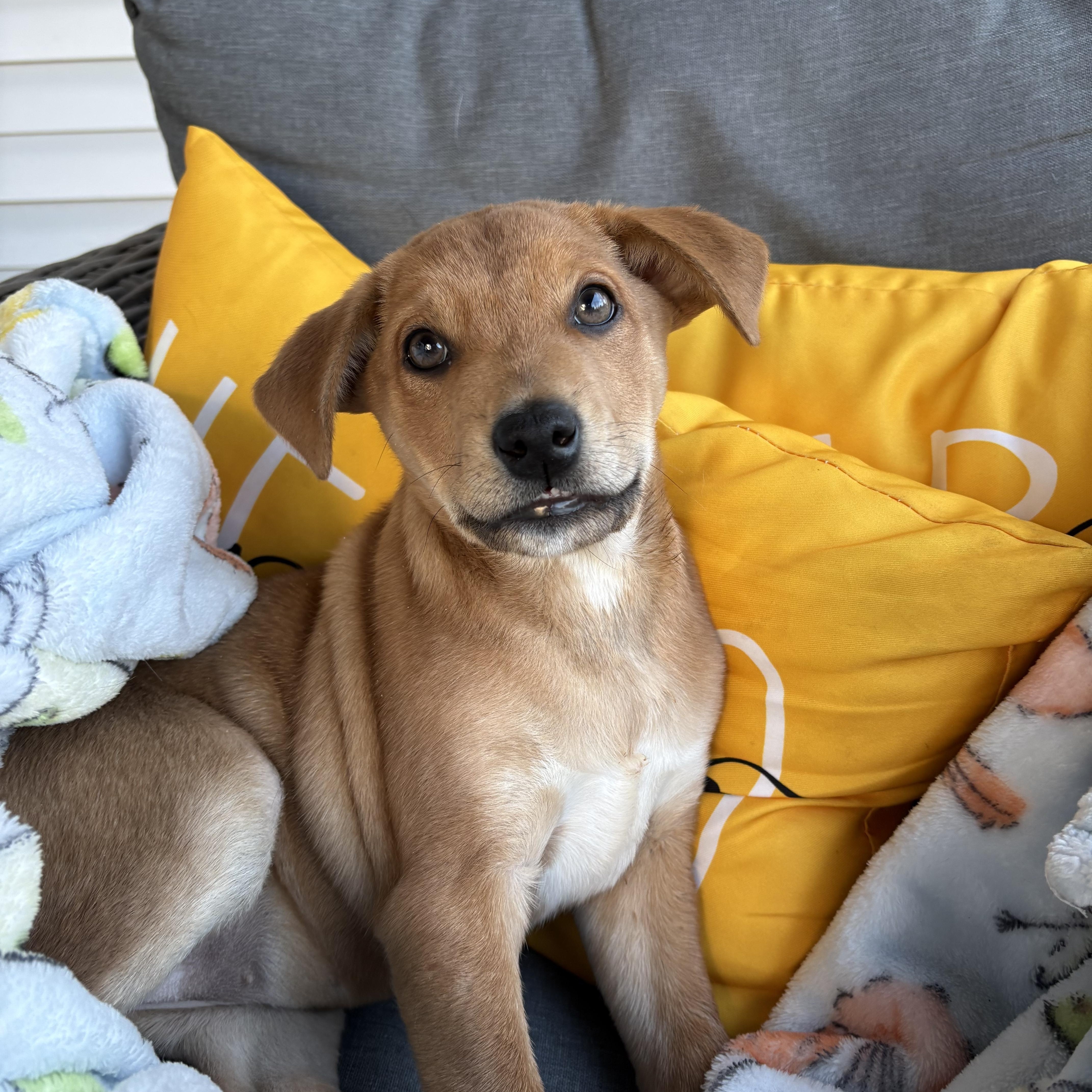 Enlarge Emmy, a ADOPTABLE mixed breed in Hatfield, PA image 2/4