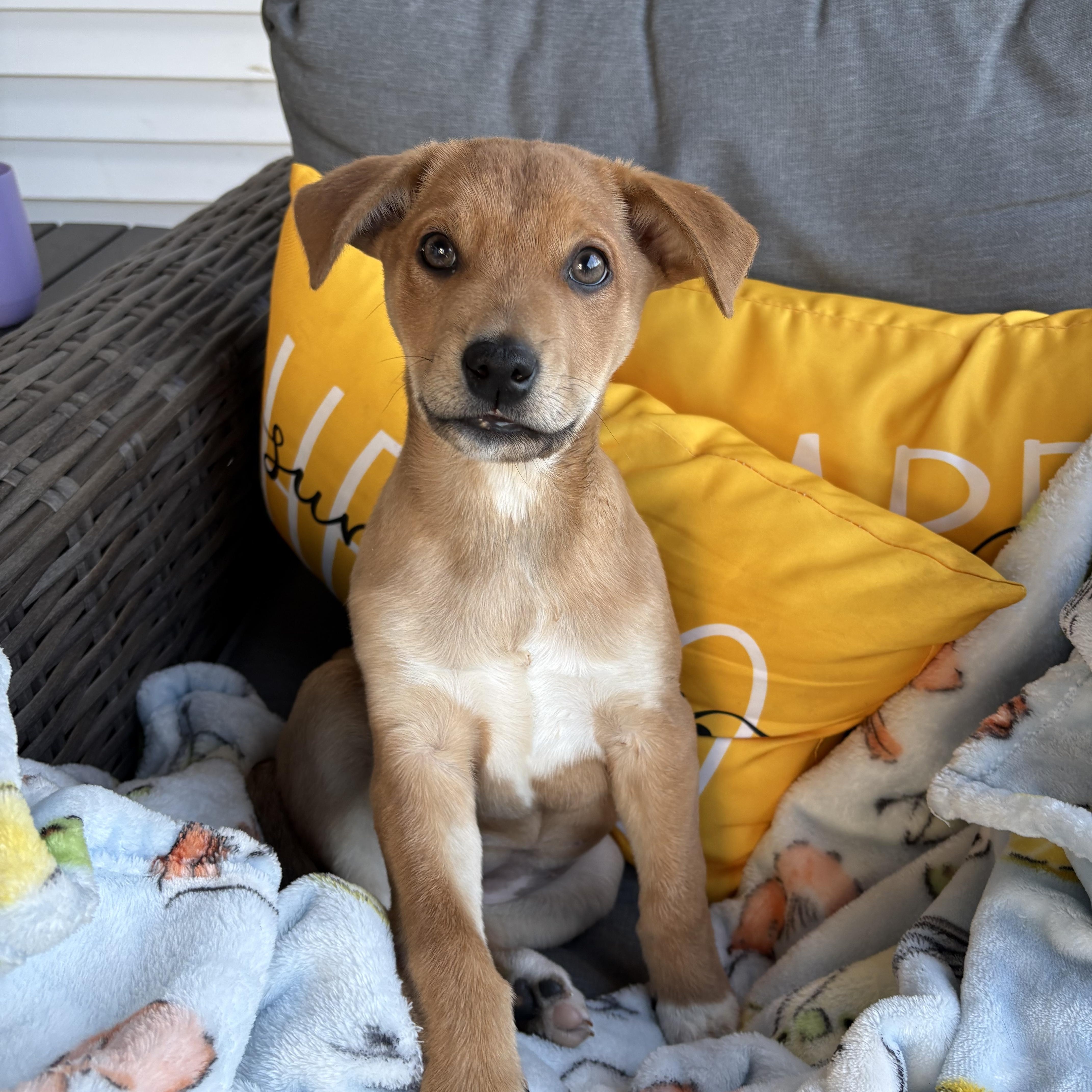 Enlarge Emmy, a ADOPTABLE mixed breed in Hatfield, PA image 1/4