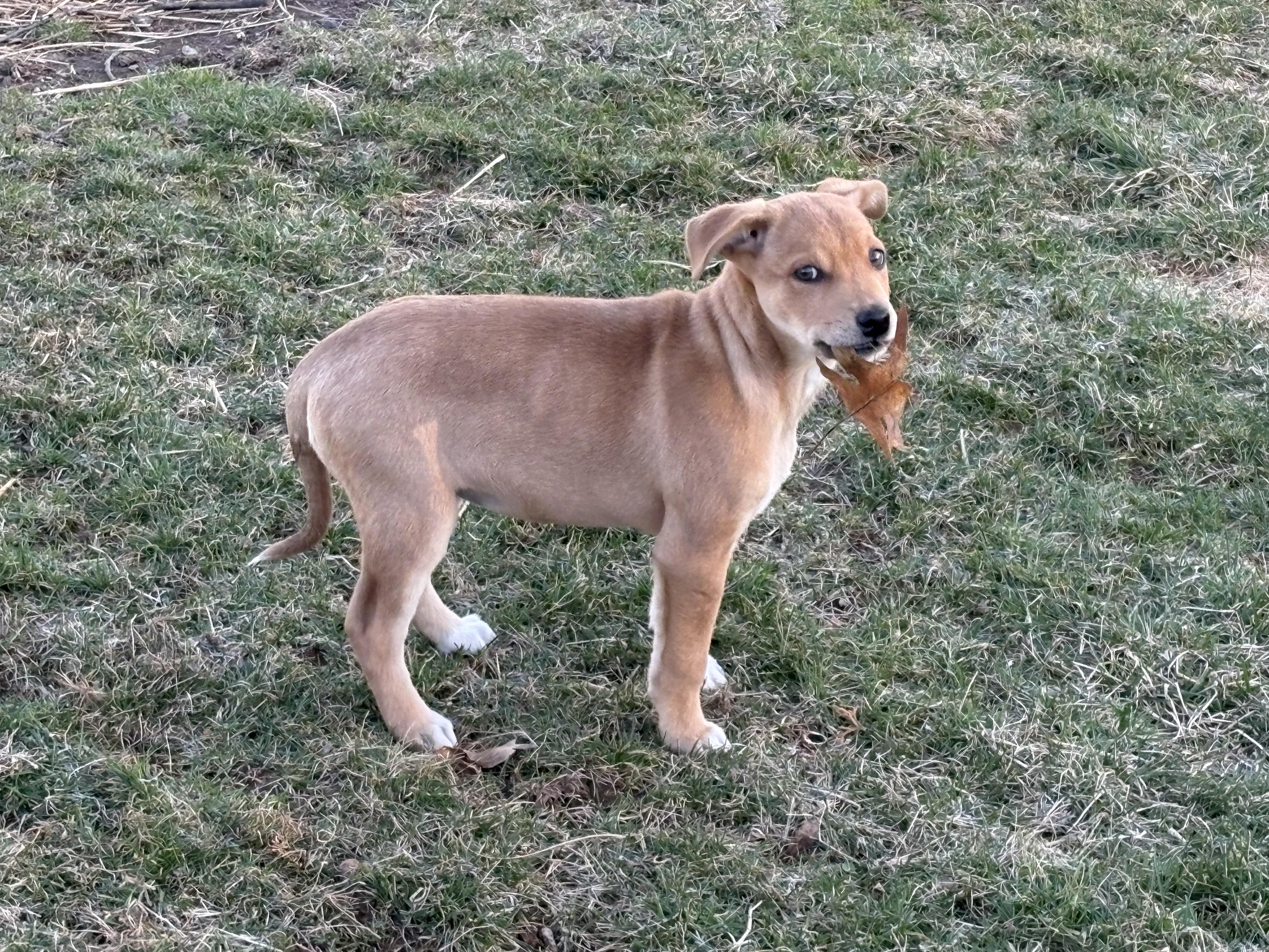 Enlarge Emmy, a ADOPTABLE mixed breed in Hatfield, PA image 3/4