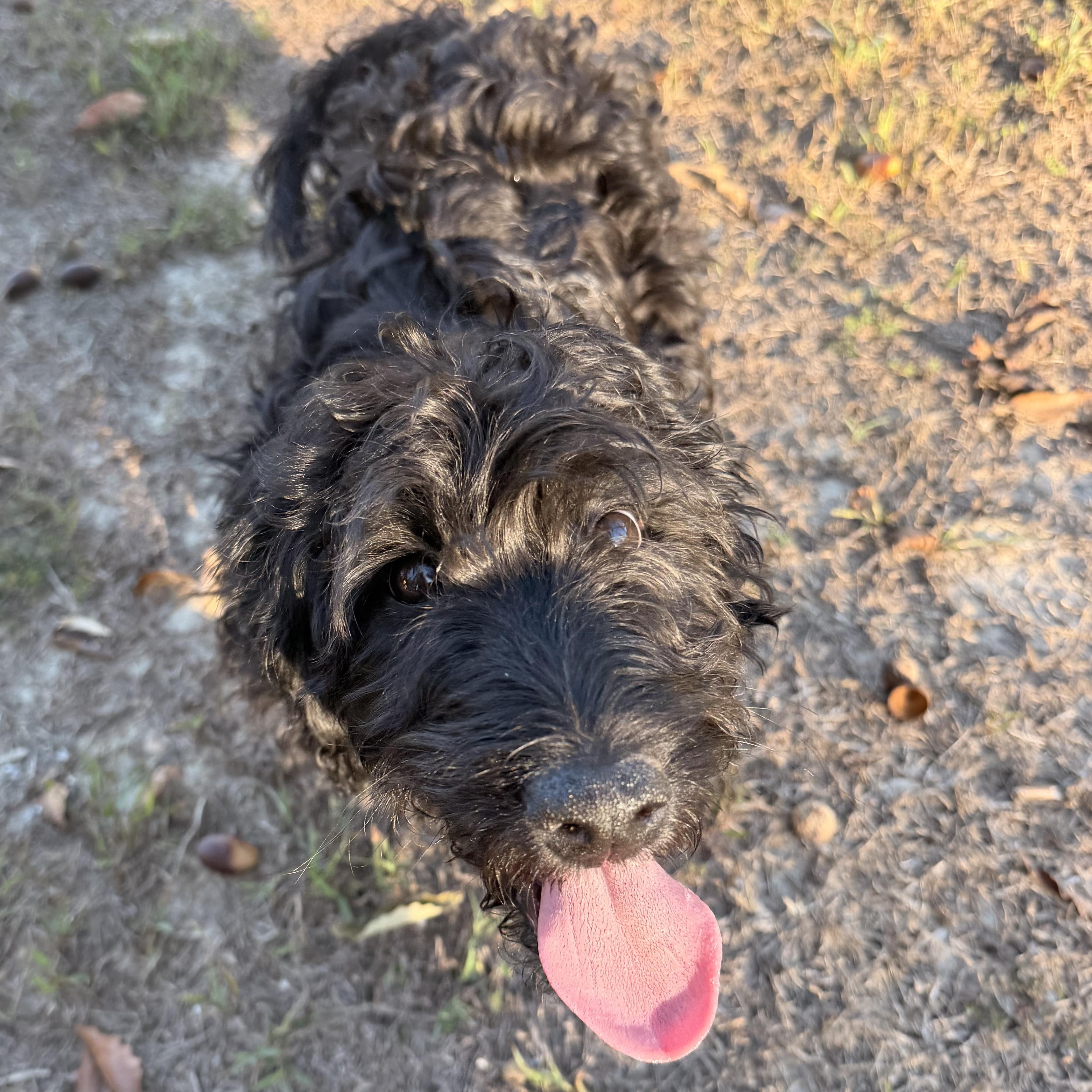 Enlarge Ziggy, a Adoptable mixed breed in Roanoke, VA image 4/6