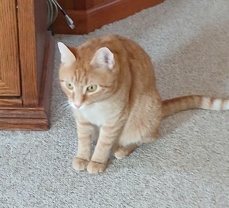 Starlight — thumbnail 2