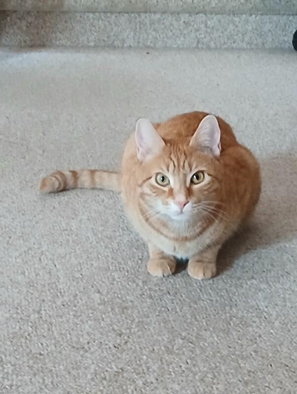 Starlight — thumbnail 3