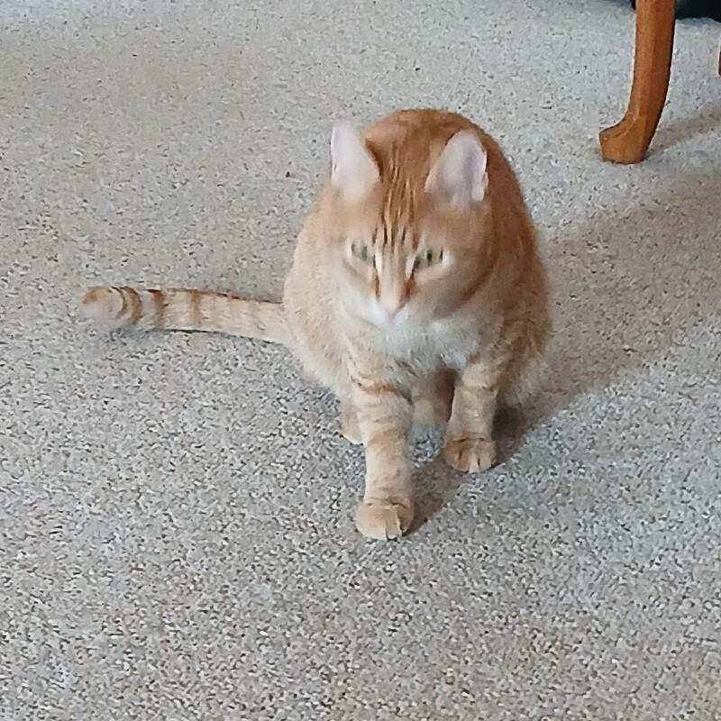 Starlight — thumbnail 4