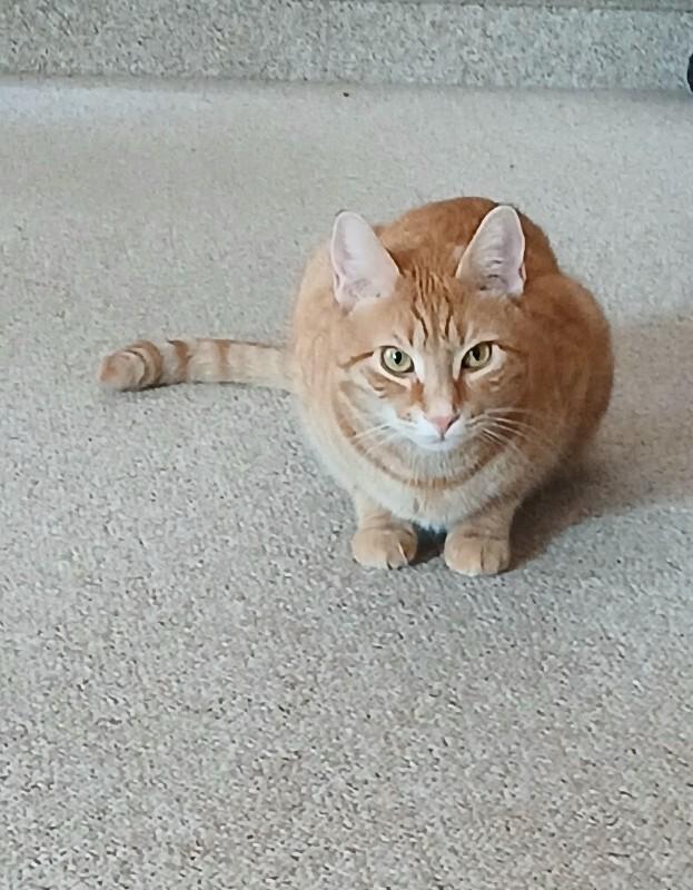 Starlight — thumbnail 5