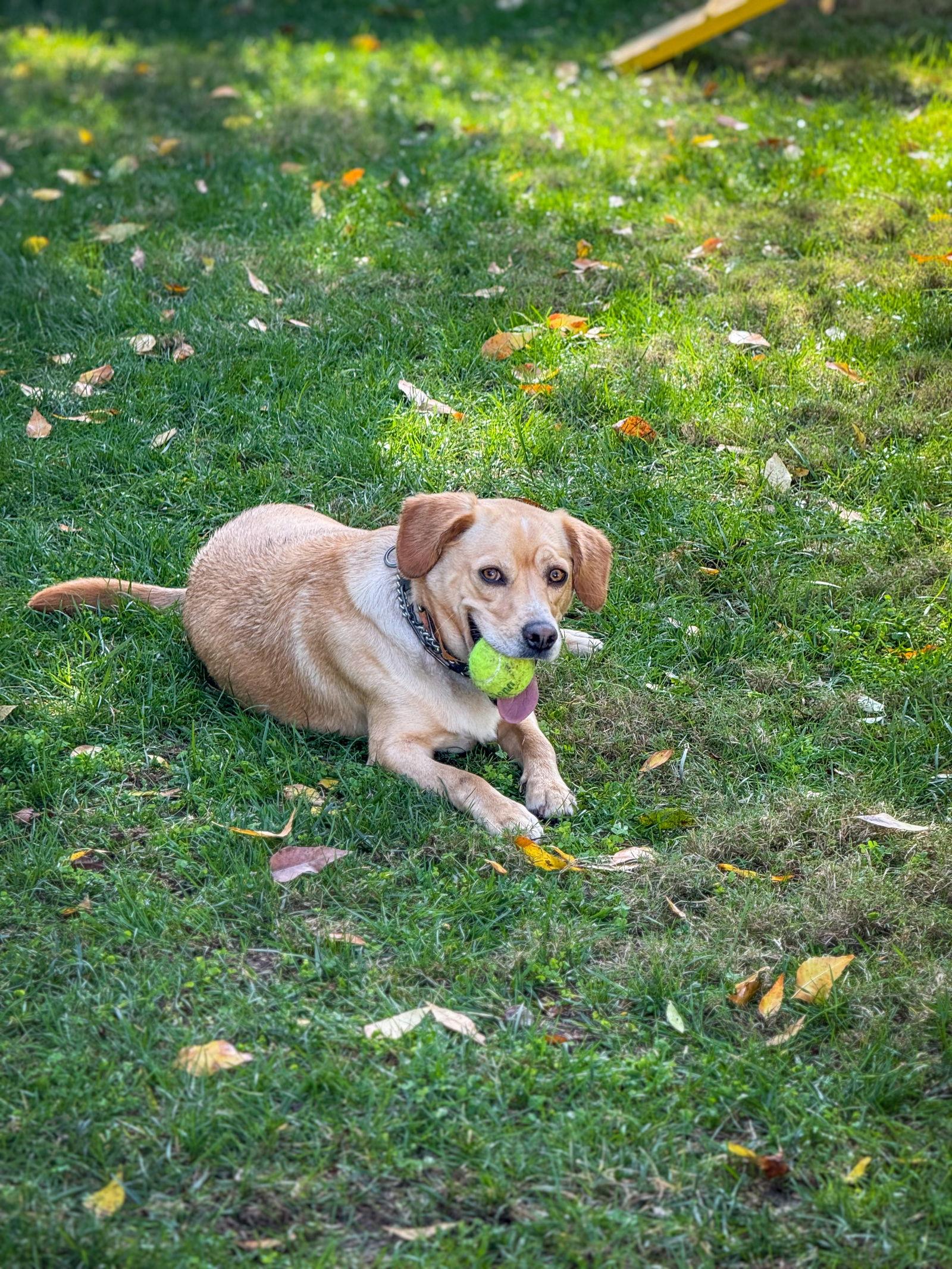 Connor, Adoptable, Adult Male Labrador Retriever.