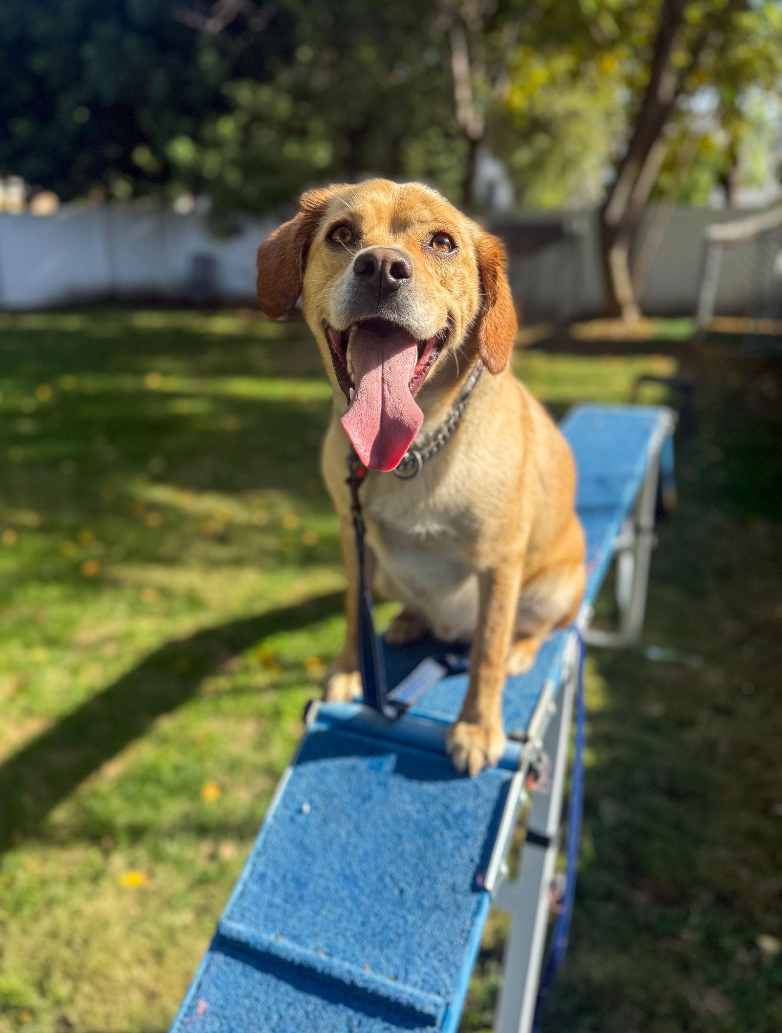 Connor, a Adoptable Labrador Retriever in San Diego, CA image 3/3